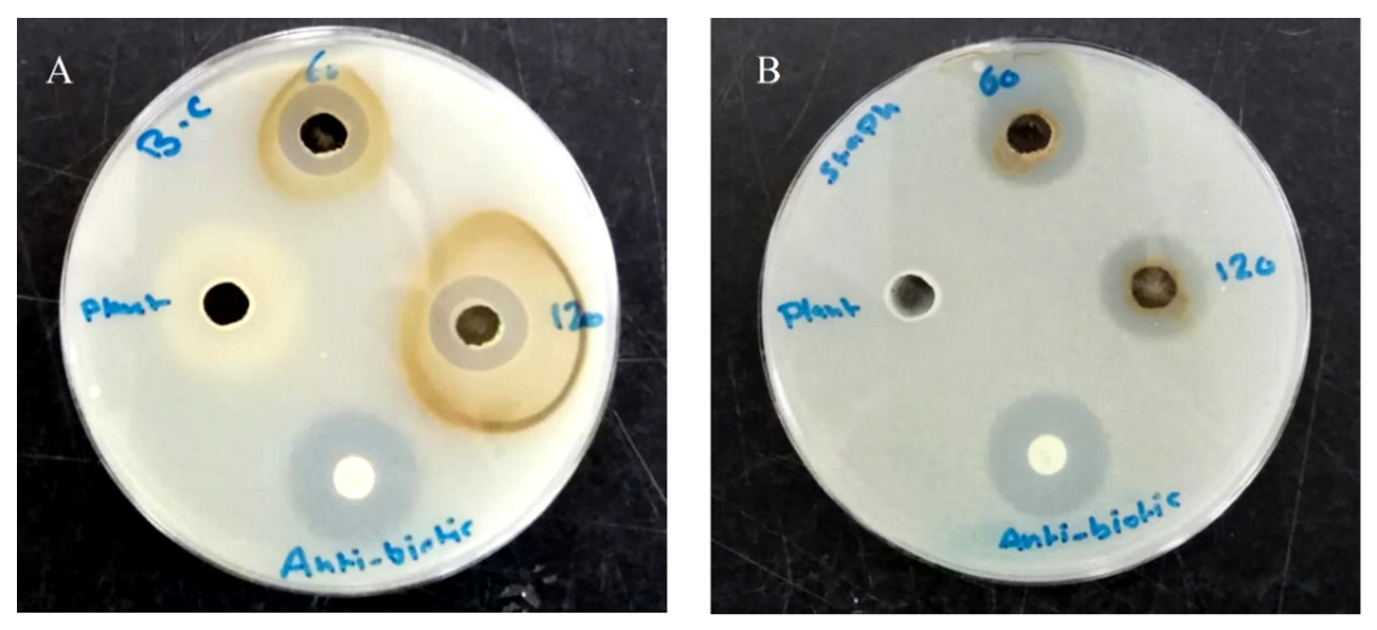 Pharmaceutics 14 01104 g004