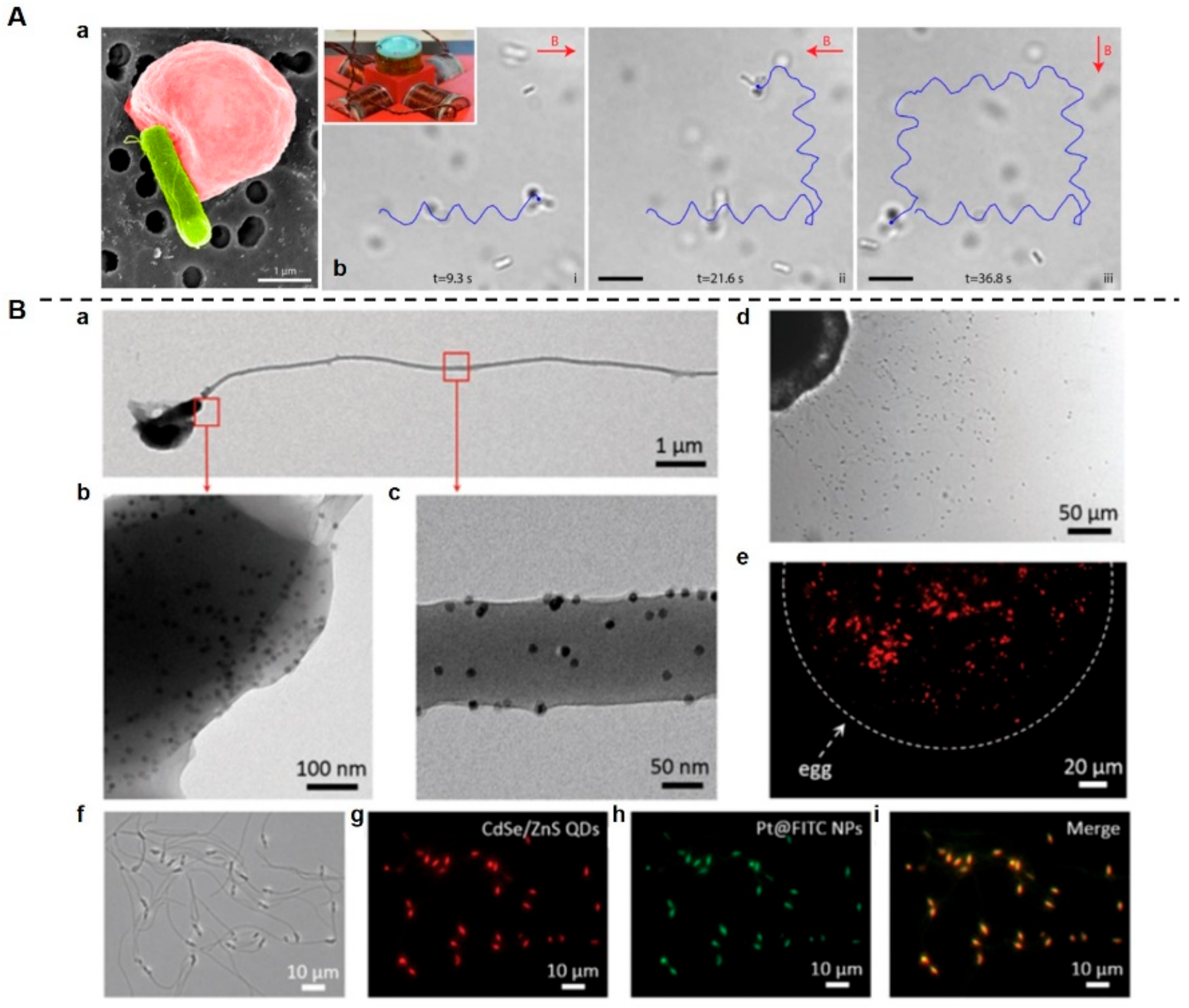 Pharmaceutics 14 01109 g005