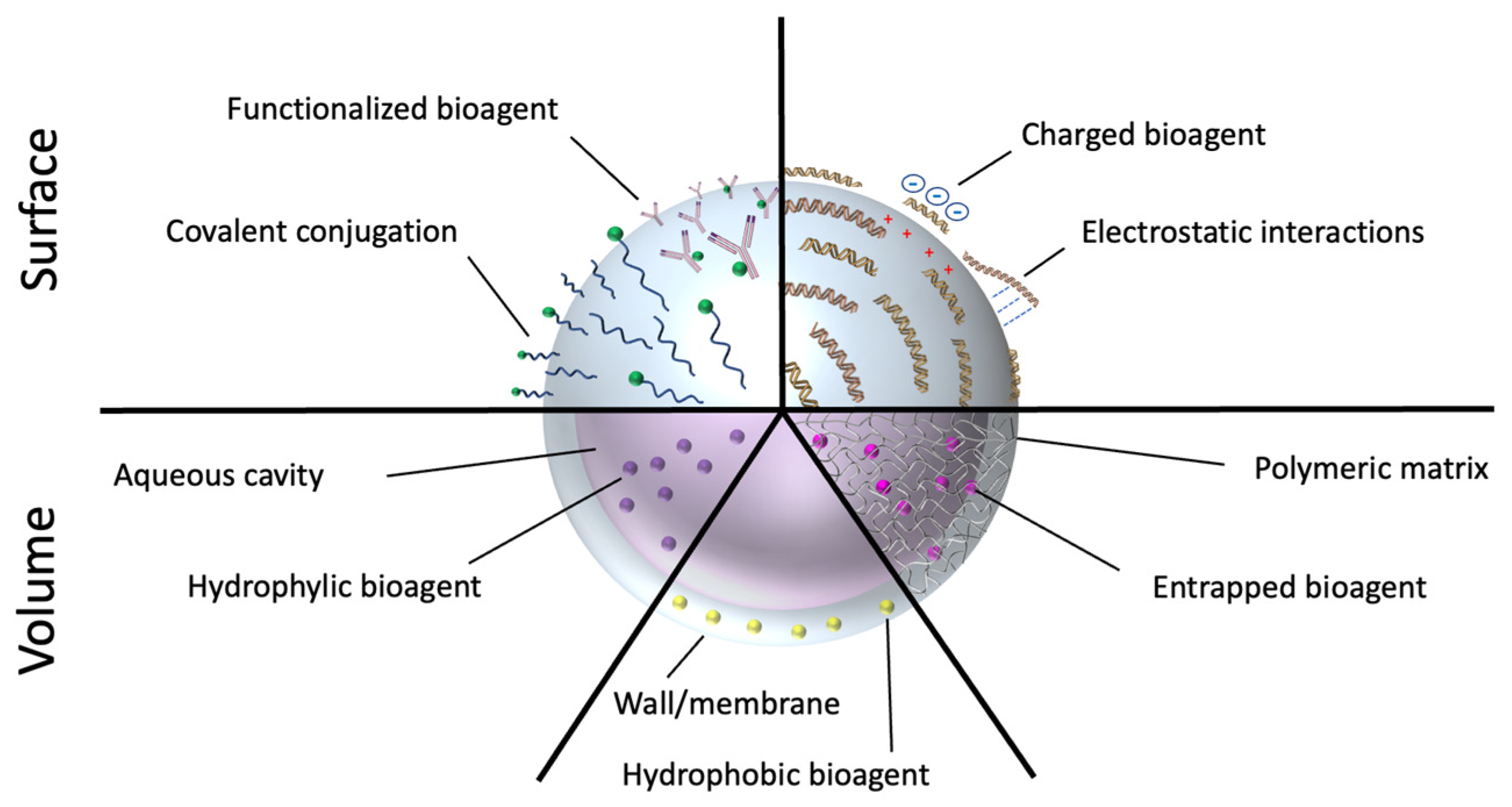 Pharmaceutics 14 01132 g002 Pharmaceutics 14 01132 g002