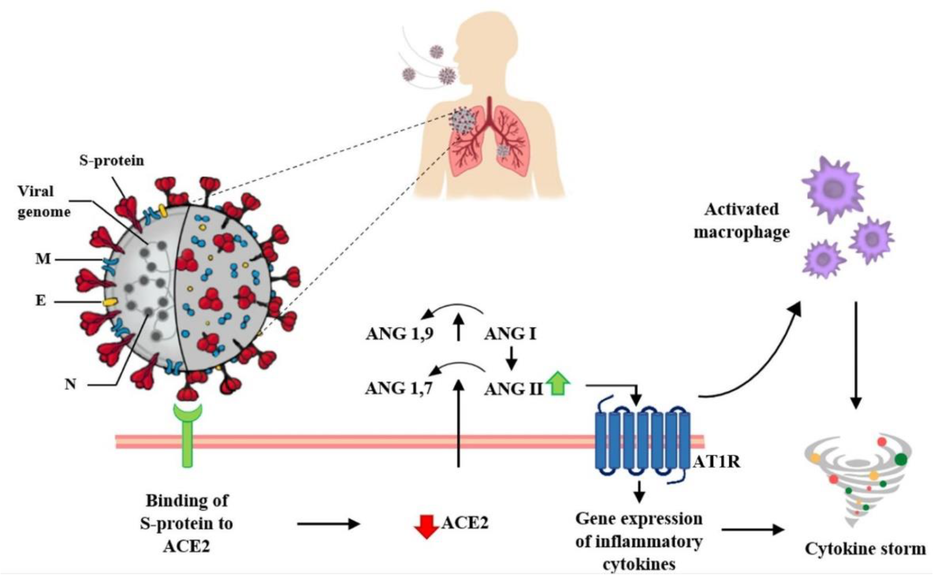 Pharmaceutics 14 01135 g002