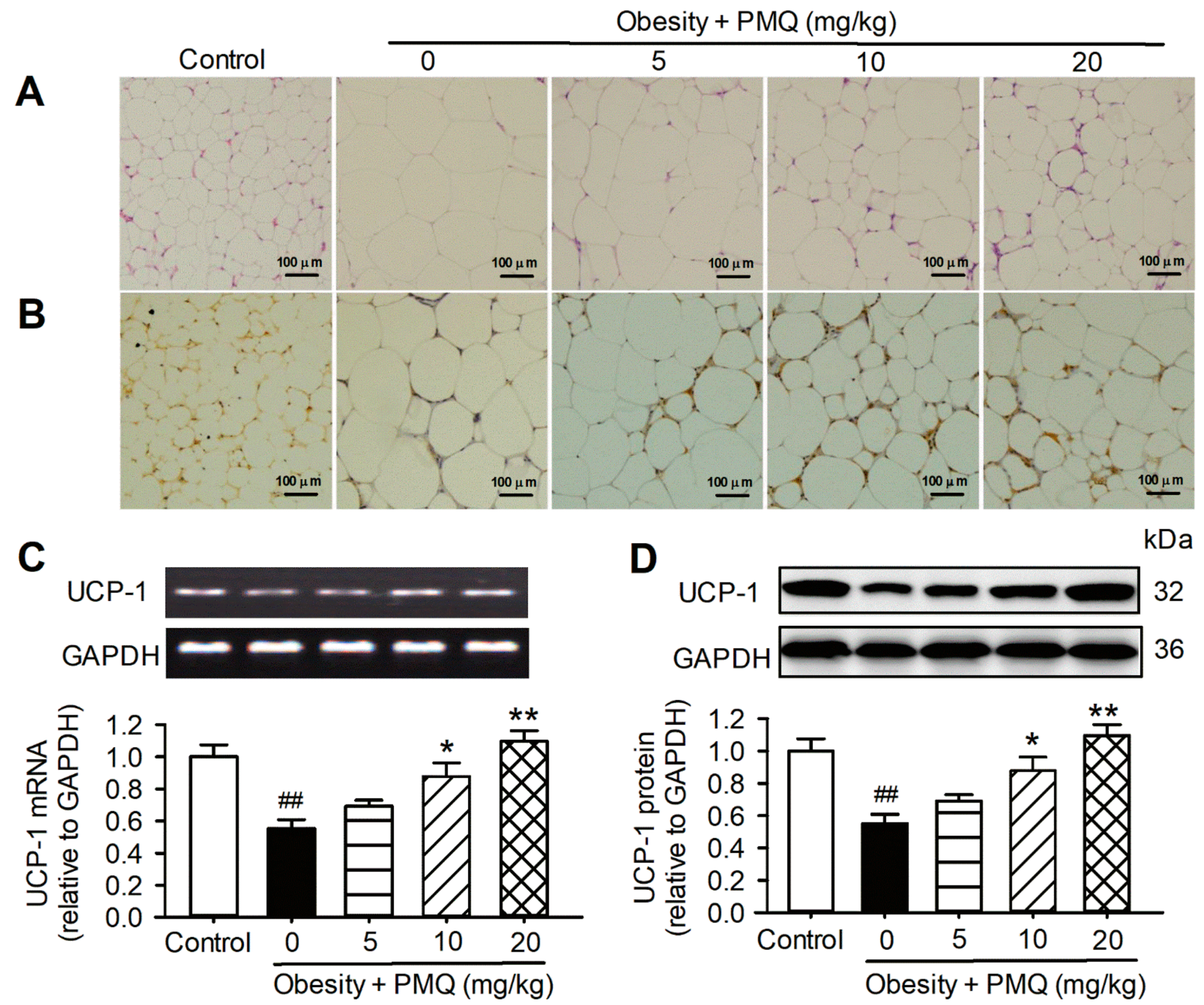 Pharmaceutics 14 01159 g003