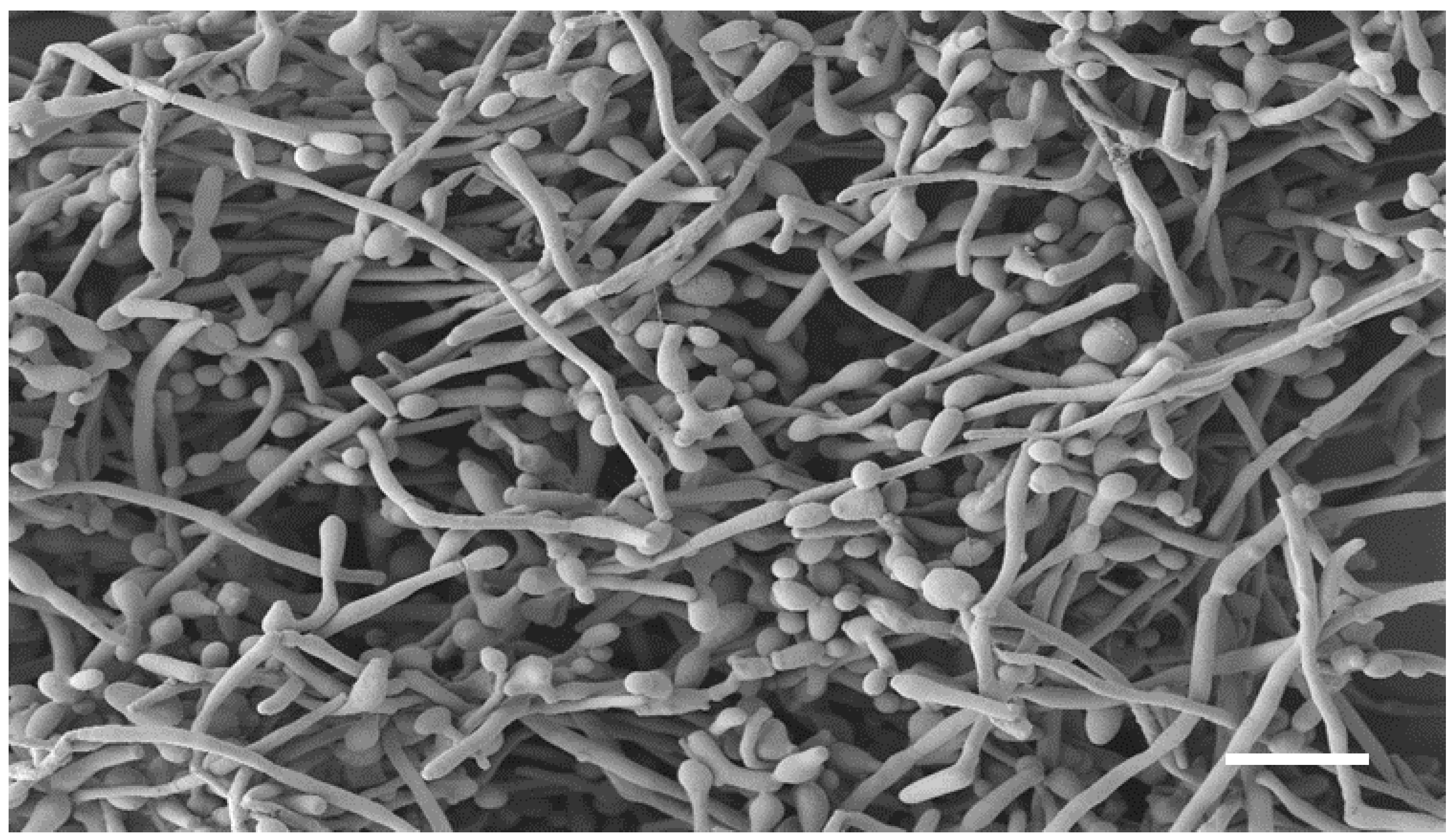 Pharmaceutics 14 01167 g003 550