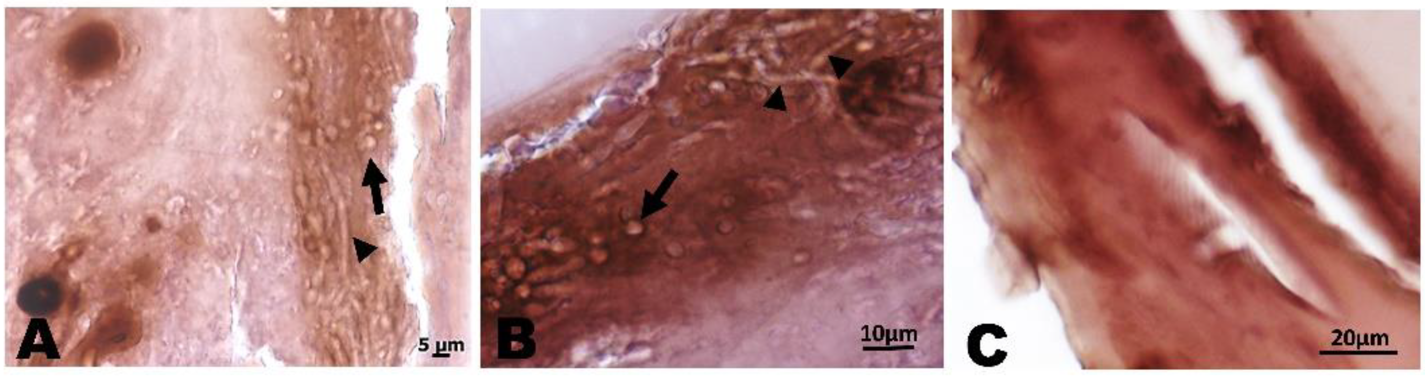 Pharmaceutics 14 01167 g009 550