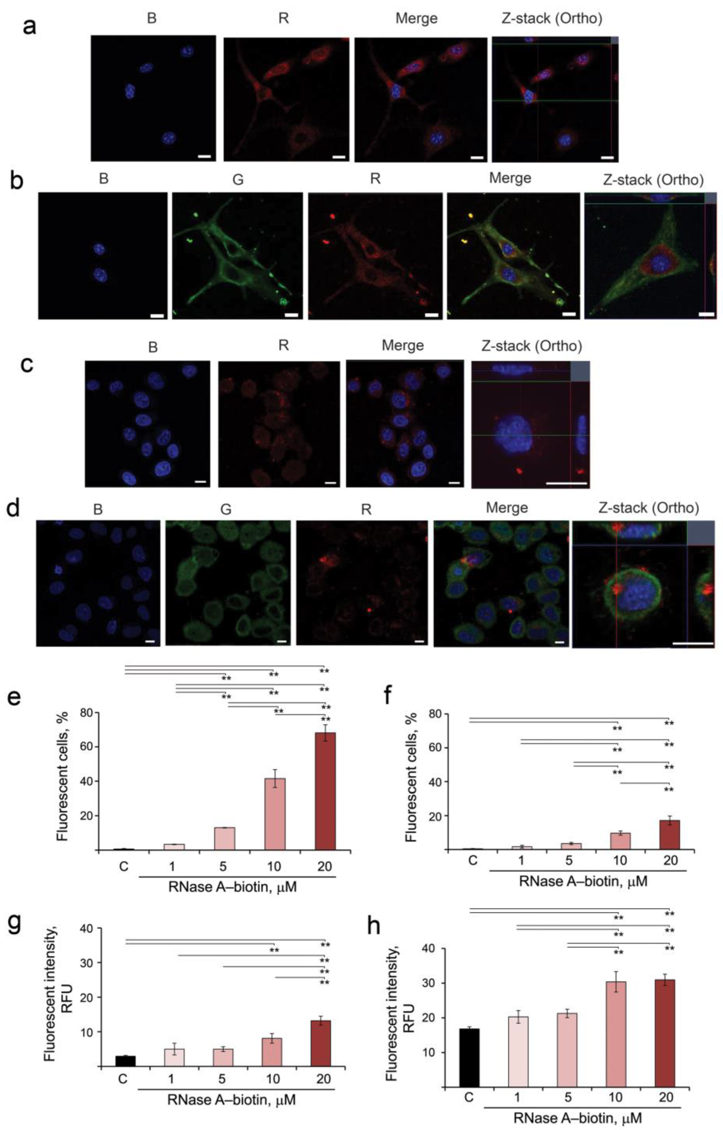 Siberian mouse first studio nude Bovine Pancreatic RNase A: An Insight into the Mechanism of Antitumor  Activity In Vitro and In Vivo
