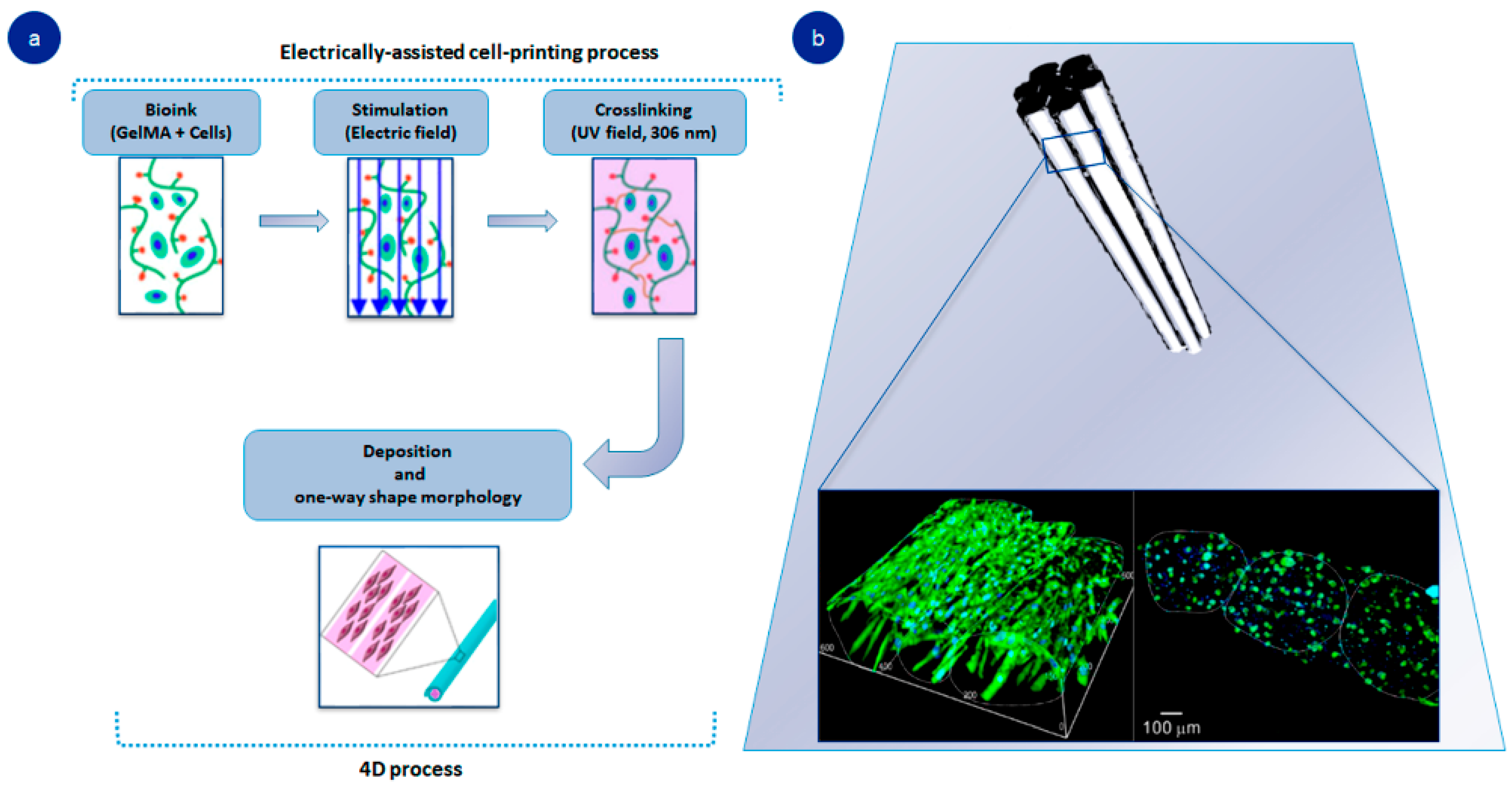 Pharmaceutics 14 01177 g002 550