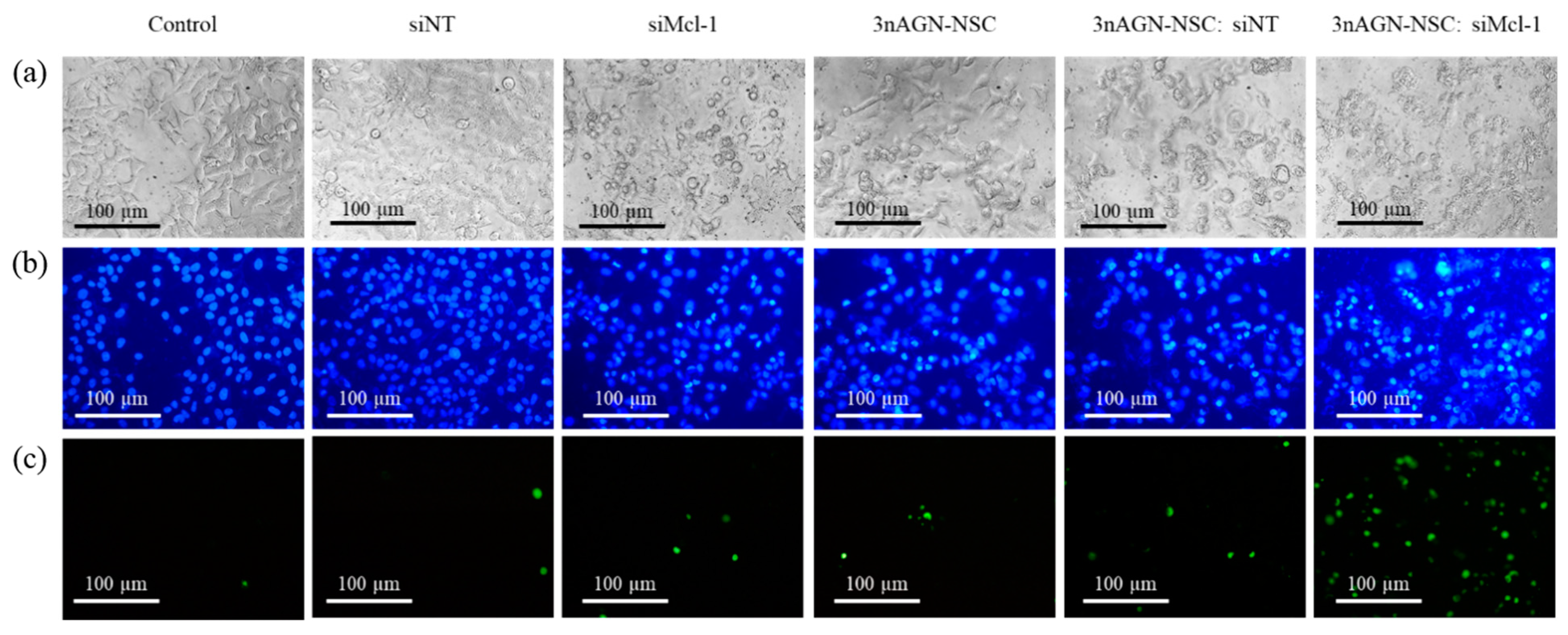 Pharmaceutics 14 01196 g007