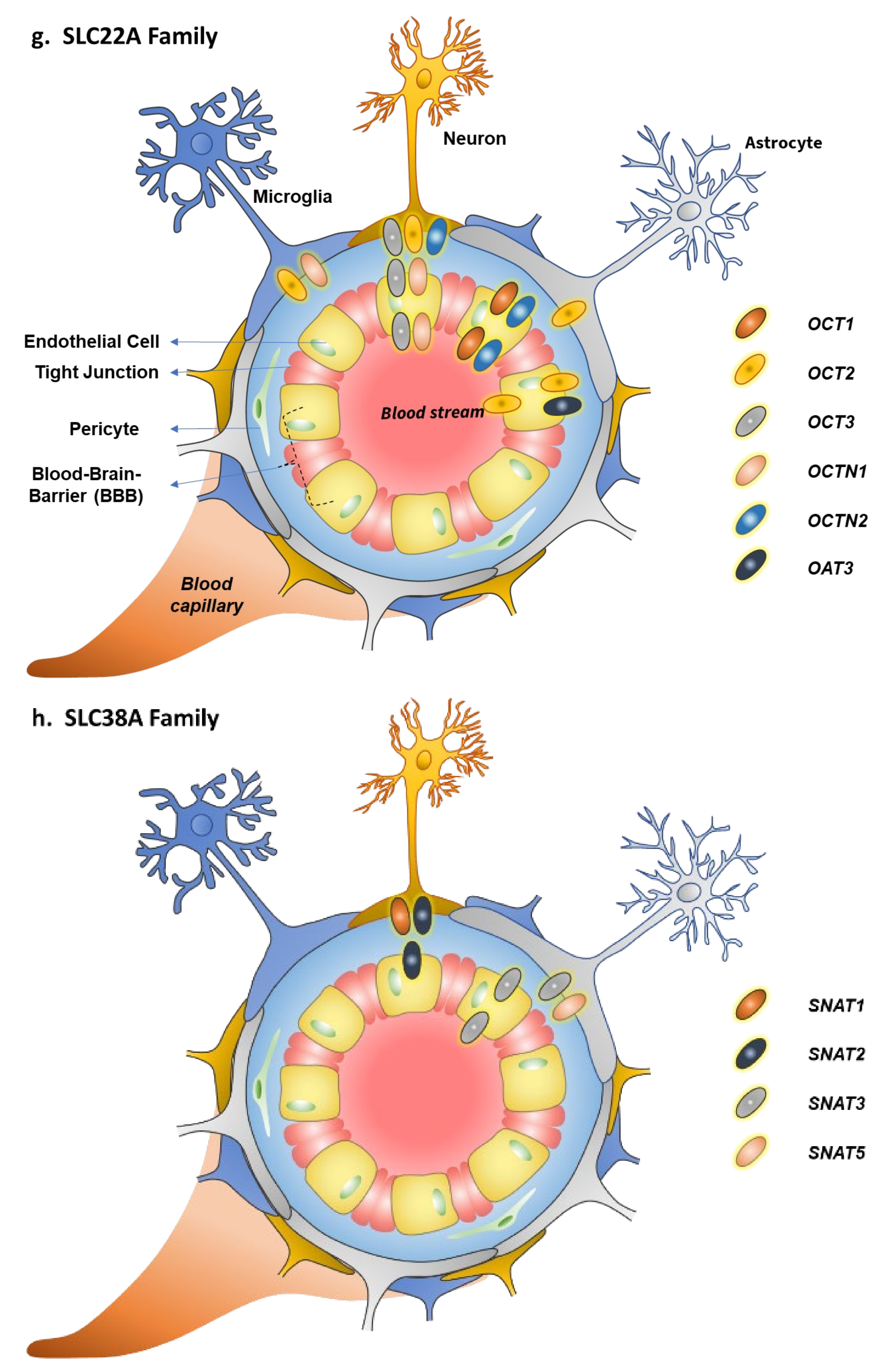 Pharmaceutics 14 01234 g001d Pharmaceutics 14 01234 g001d