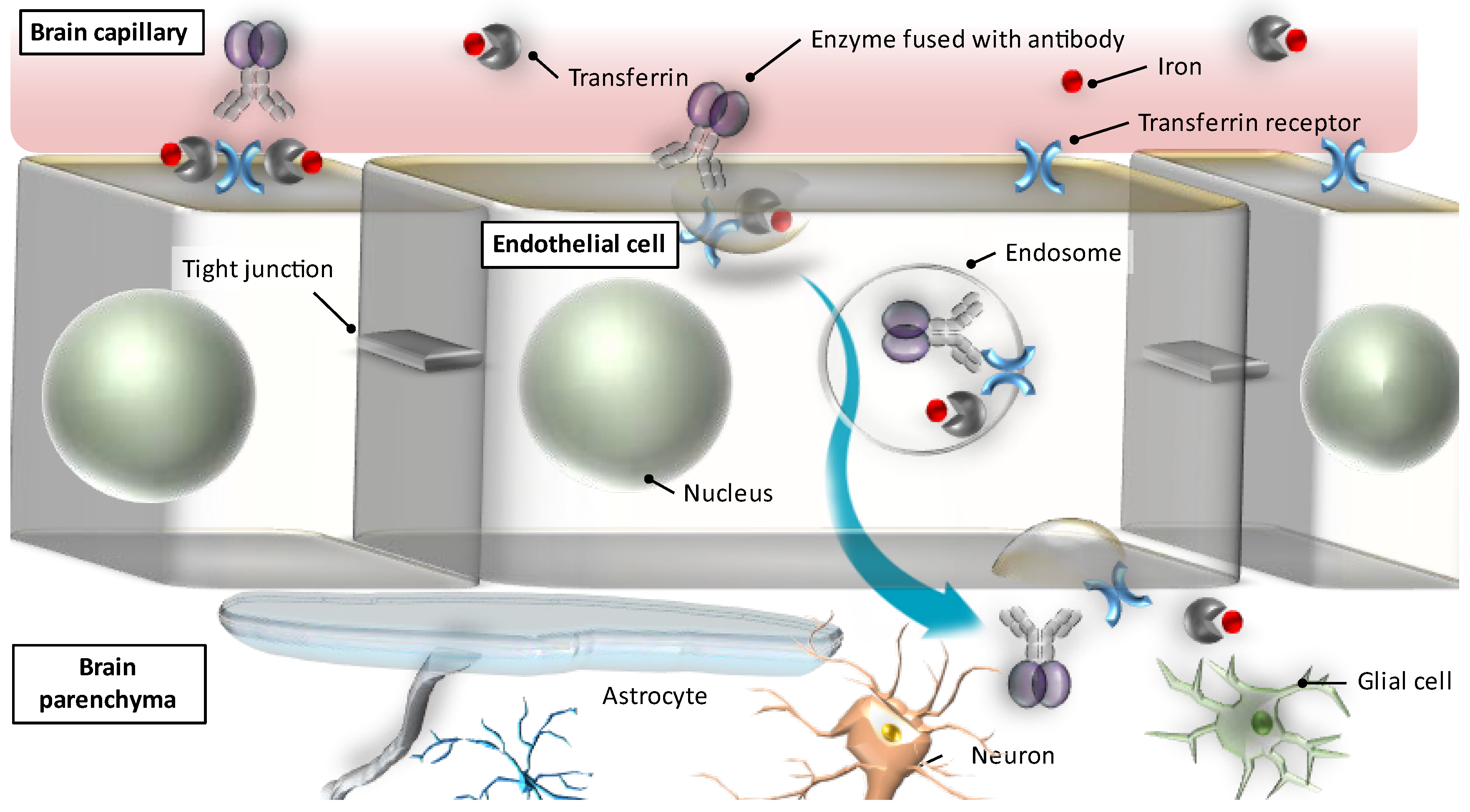 Treatment of Neuronopathic Mucopolysaccharidoses with Blood–Brain