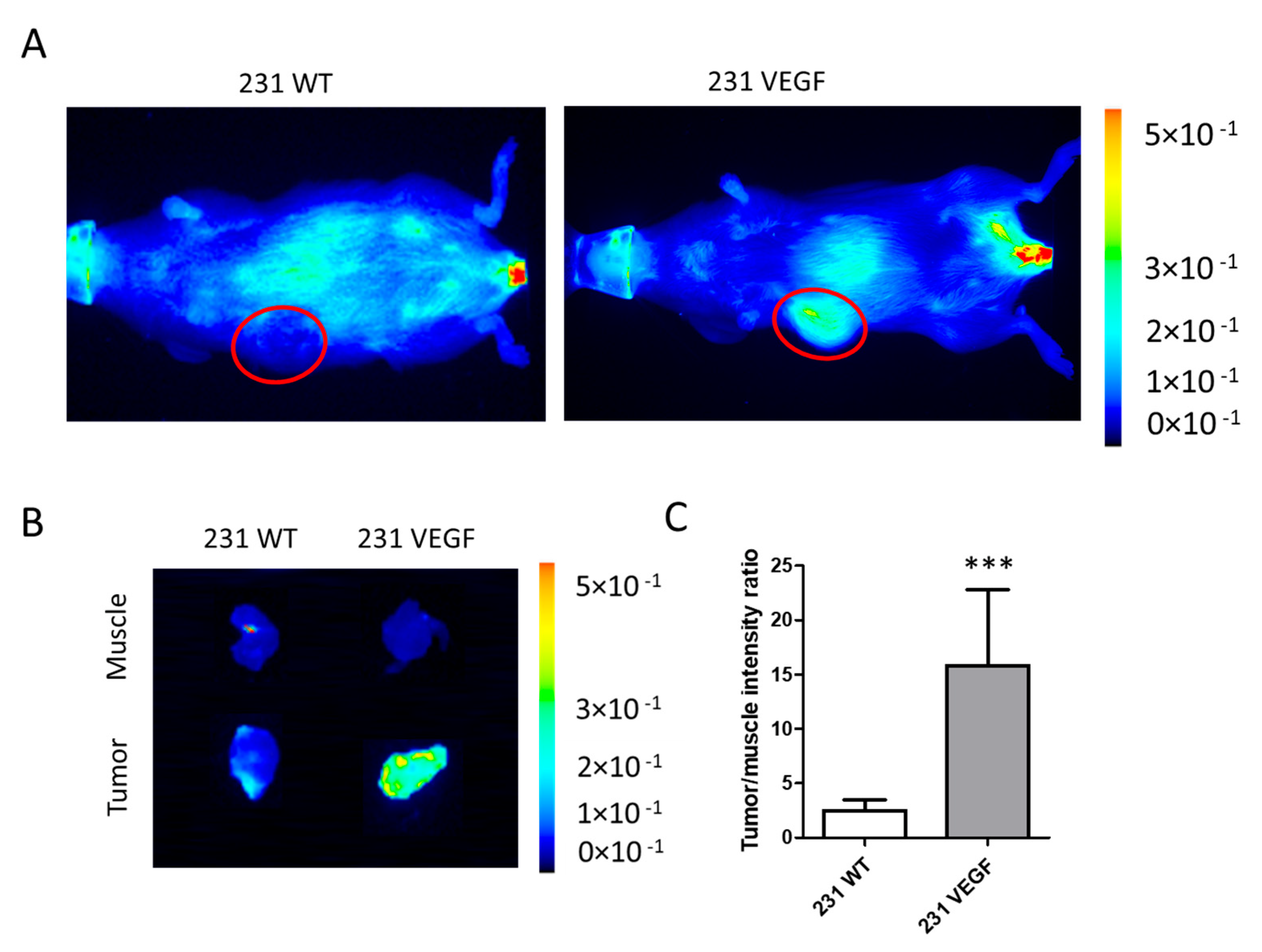 Pharmaceutics 14 01260 g003