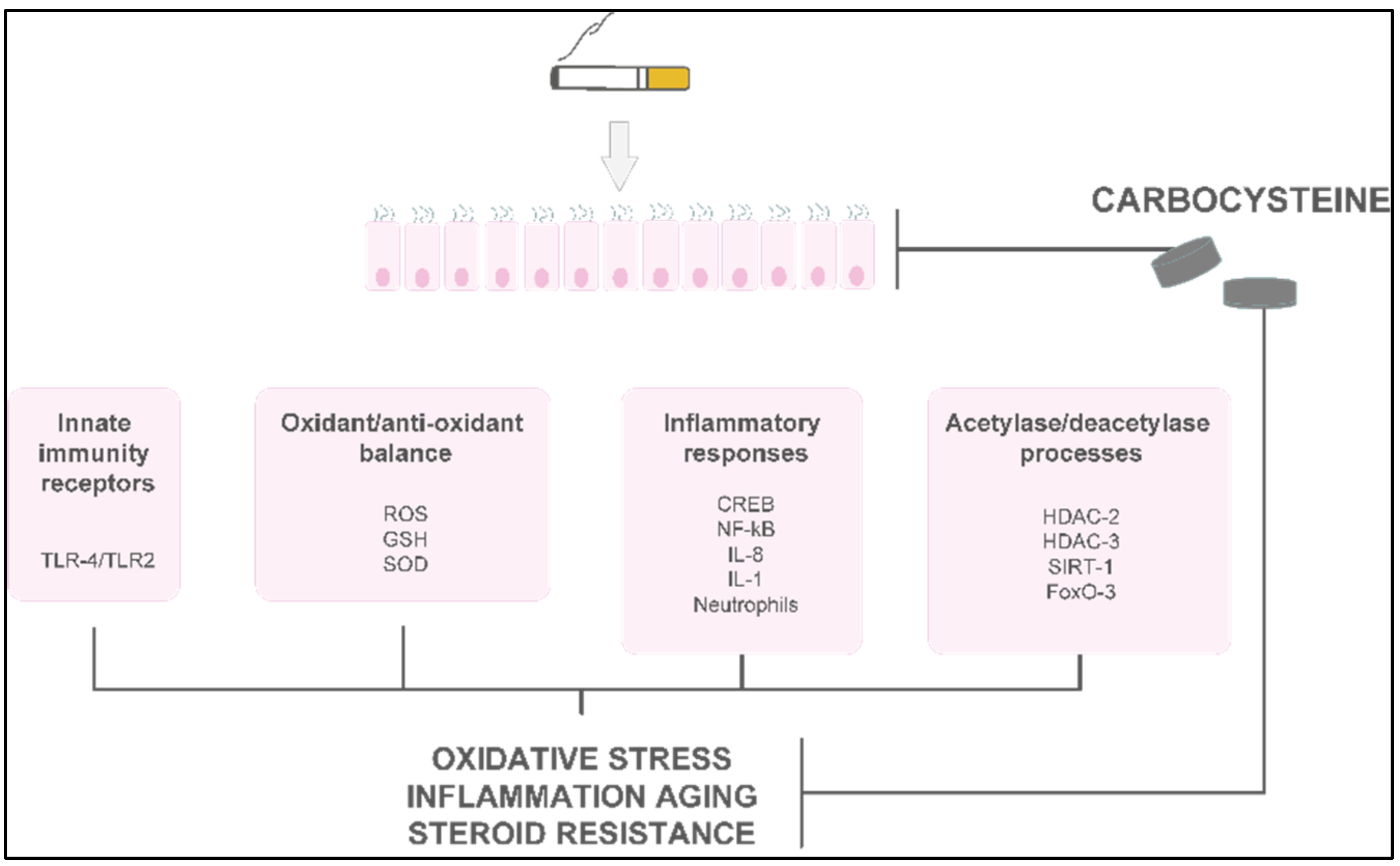 Pharmaceutics 14 01261 g003 550
