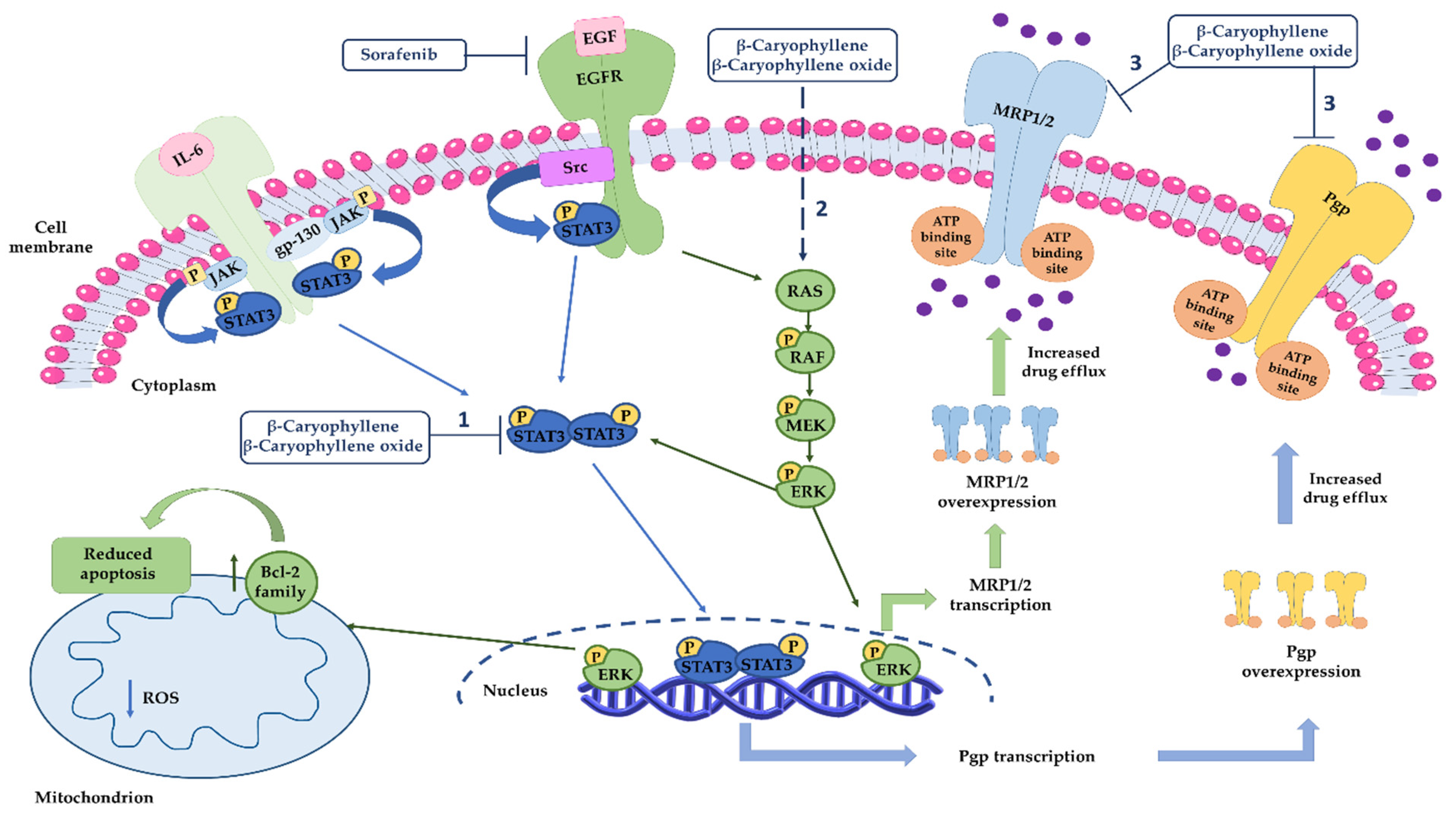 Pharmaceutics 14 01264 g015 550