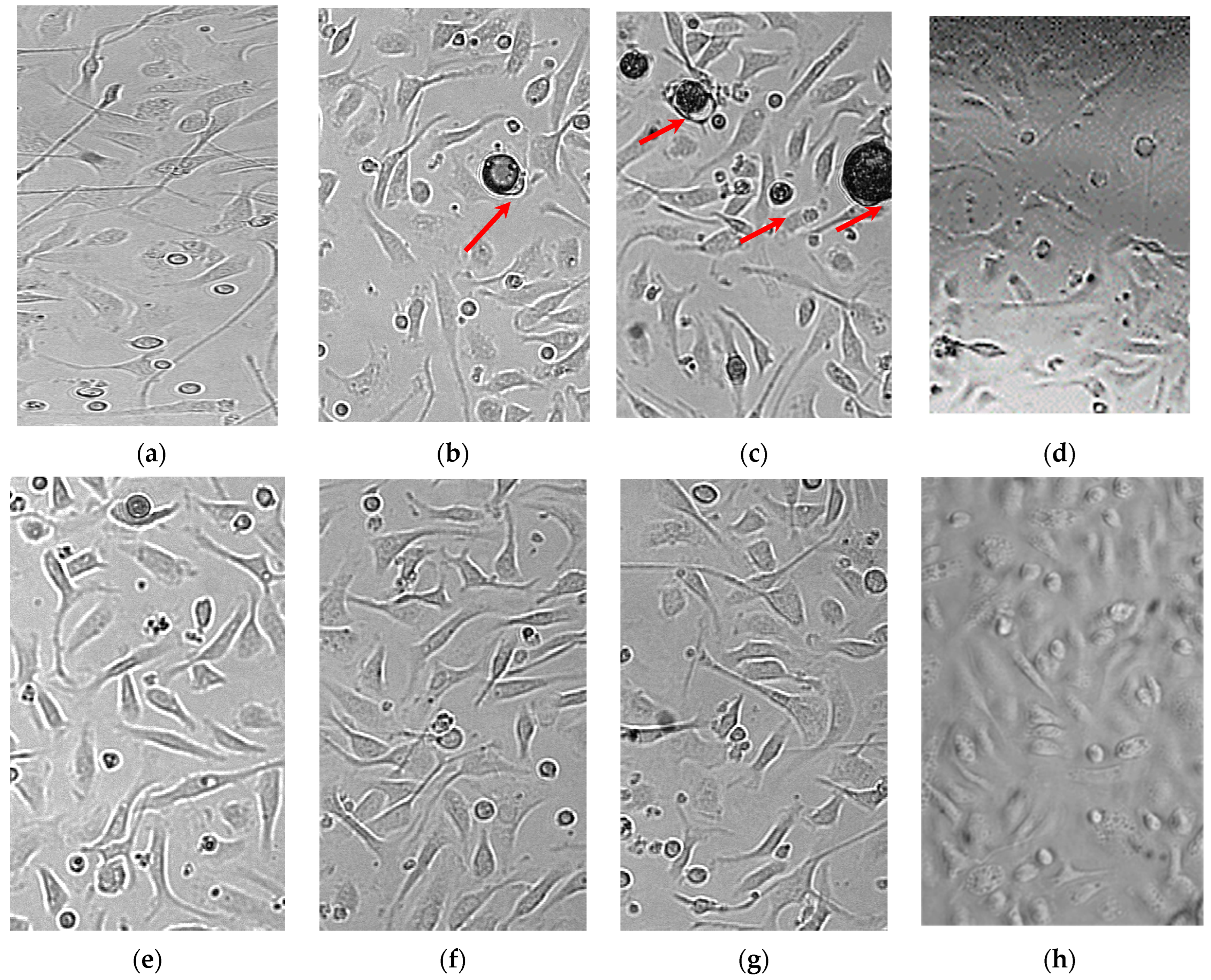 Pharmaceutics 14 01275 g008 550