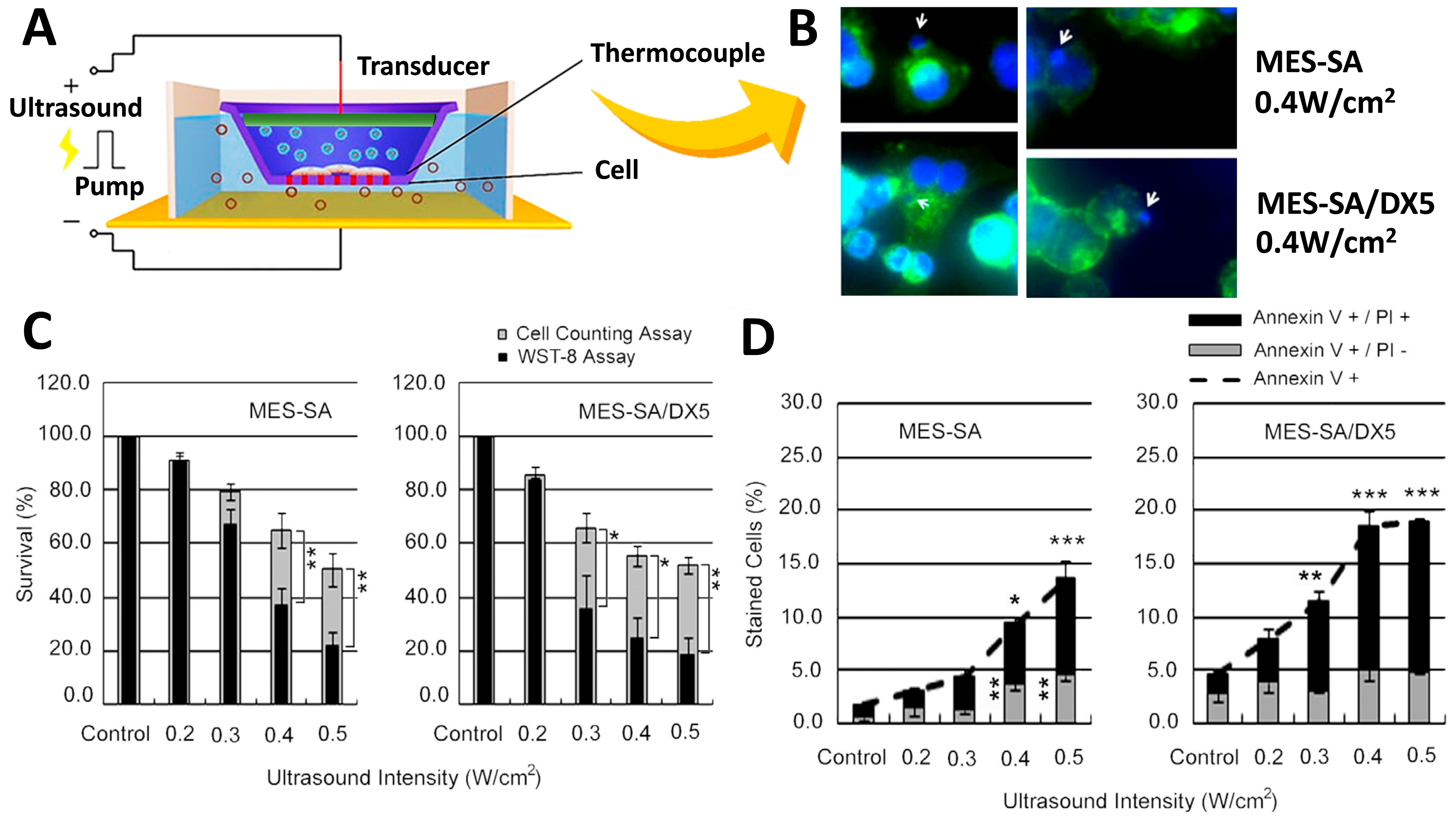 Pharmaceutics 14 01282 g004 Pharmaceutics 14 01282 g004