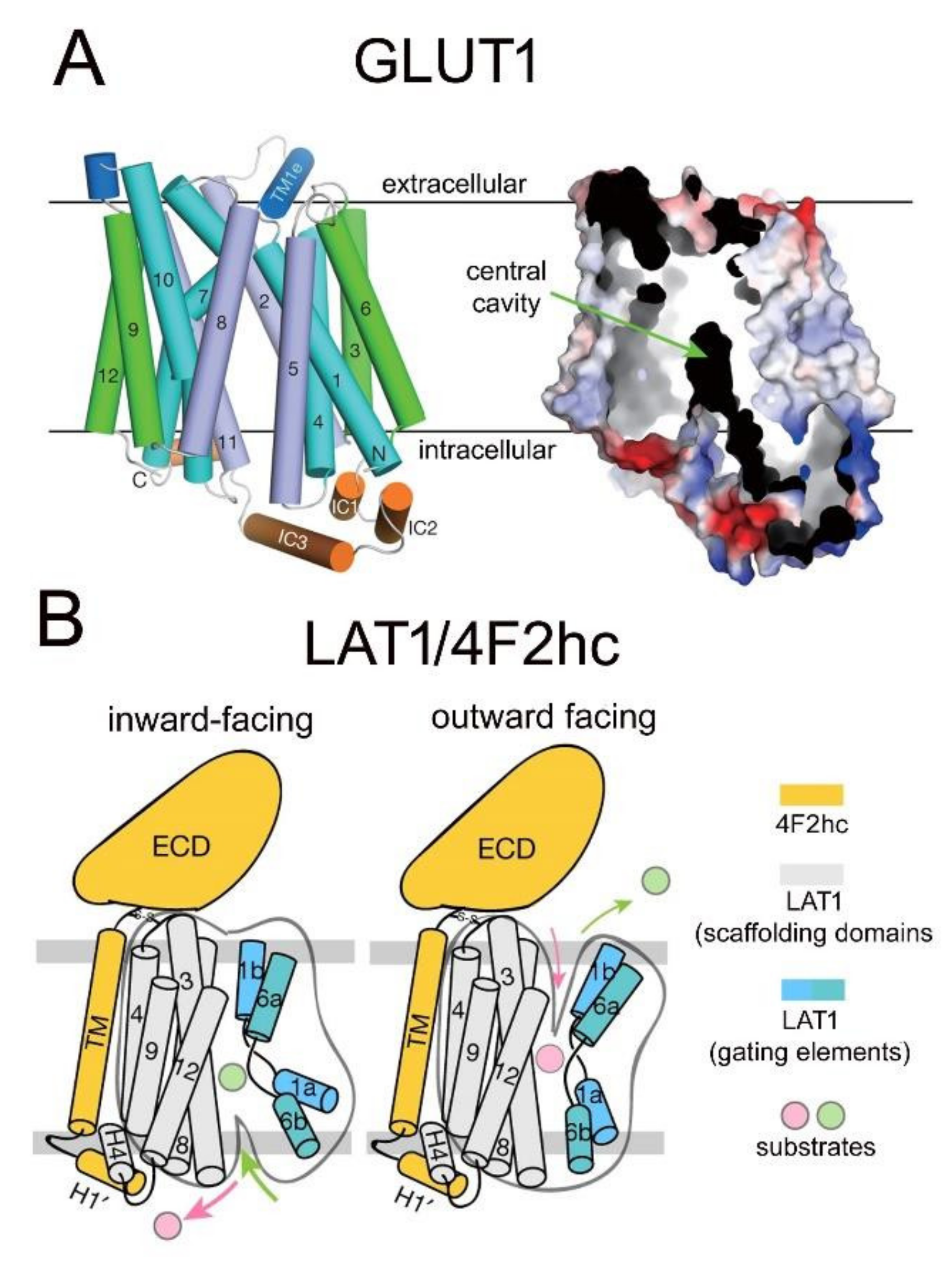 Pharmaceutics | Free Full-Text | A Historical Review of Brain Drug Delivery