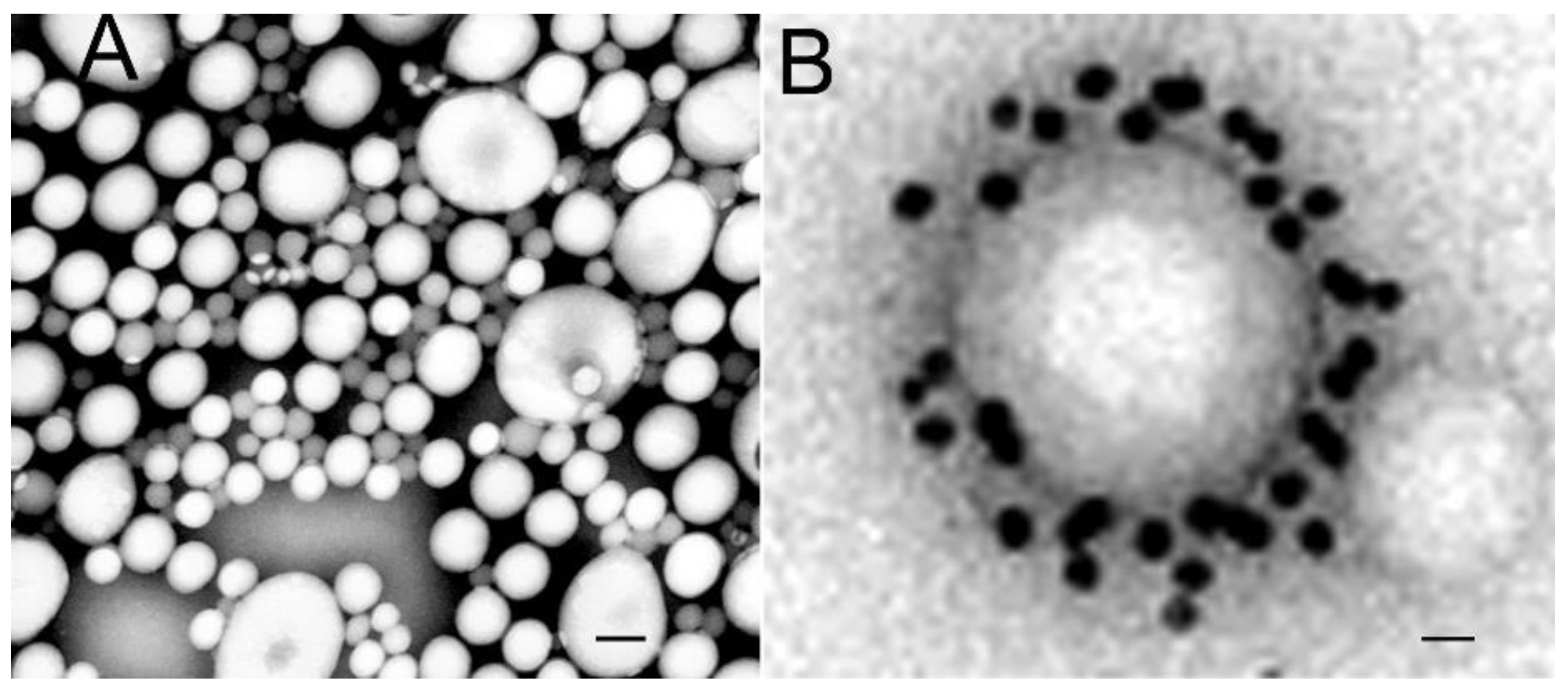 Pharmaceutics 14 01283 g015 Pharmaceutics 14 01283 g015