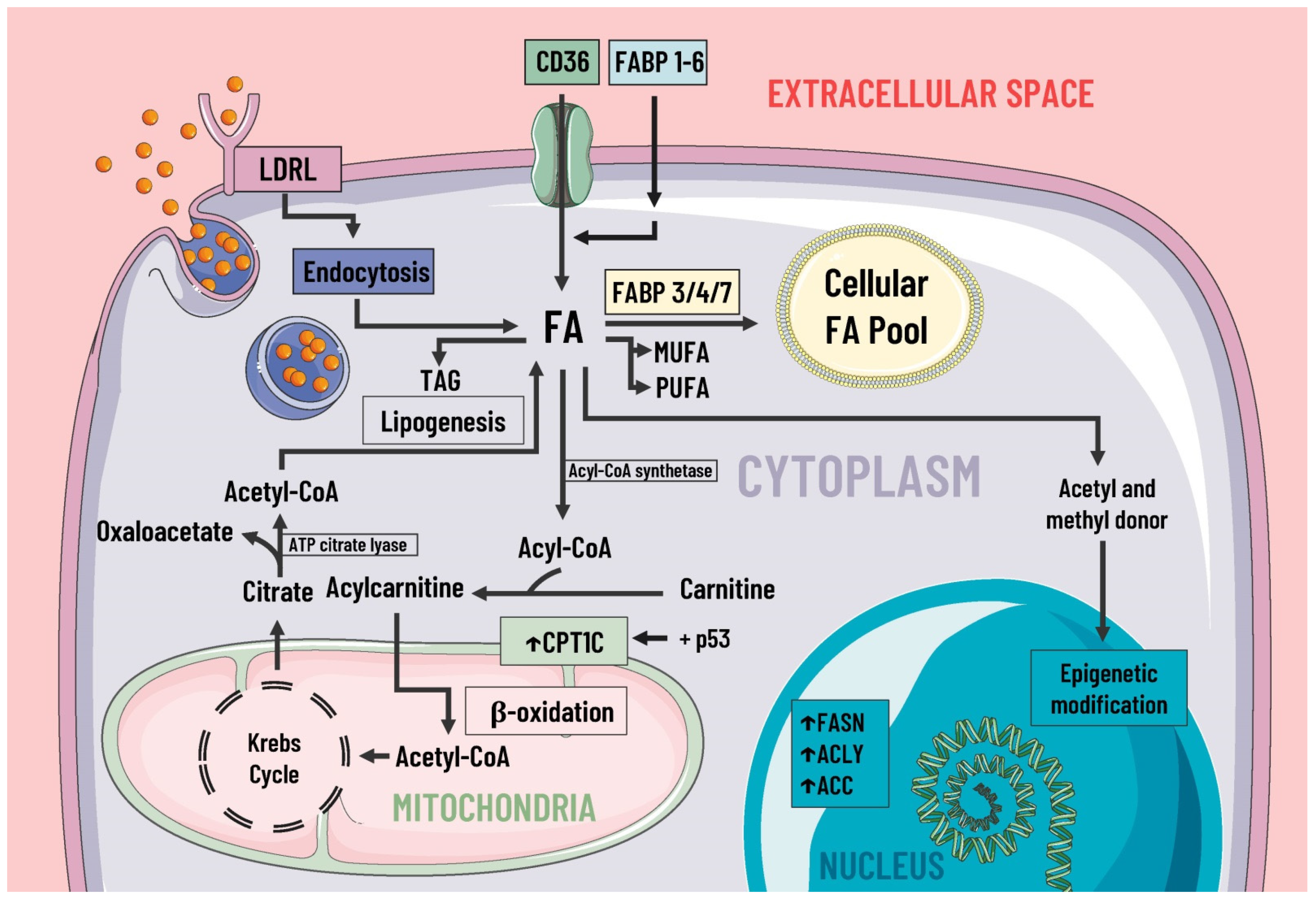Pharmaceutics 14 01303 g002 550
