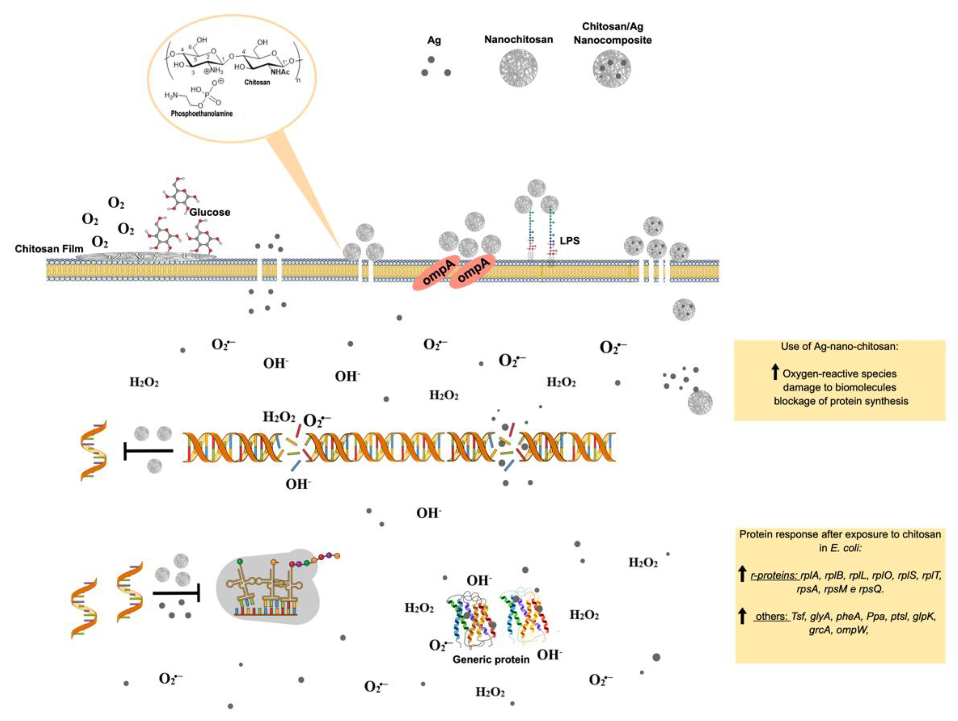 Pharmaceutics 14 01307 g006 Pharmaceutics 14 01307 g006