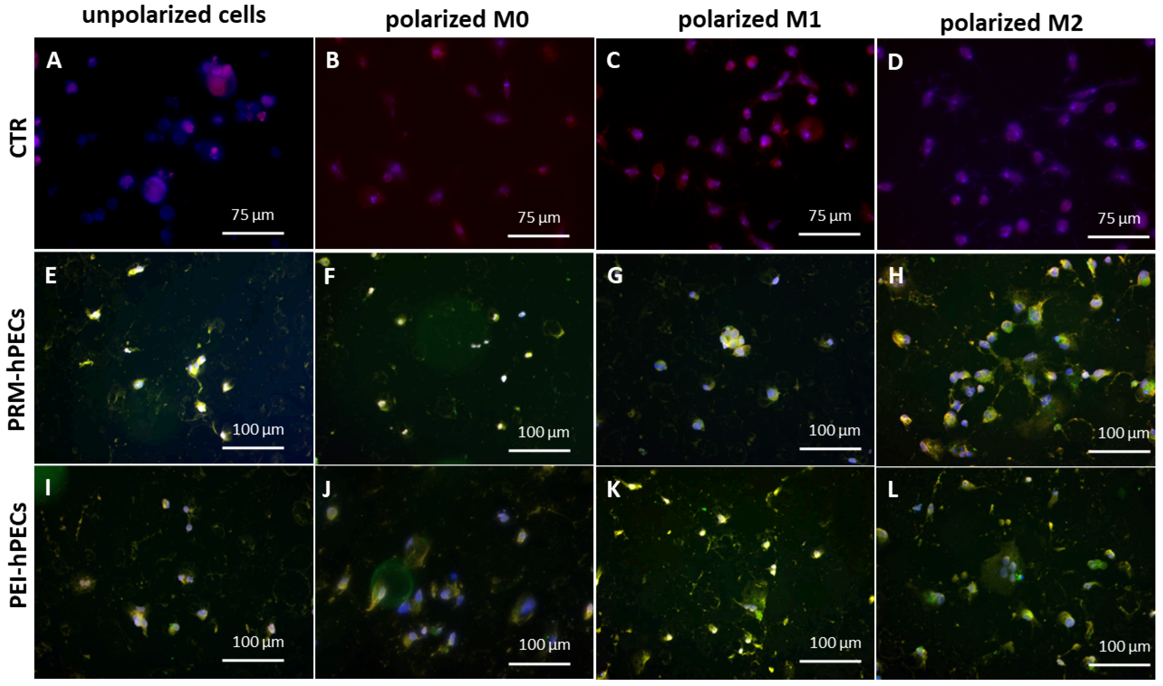 Pharmaceutics 14 01310 g006