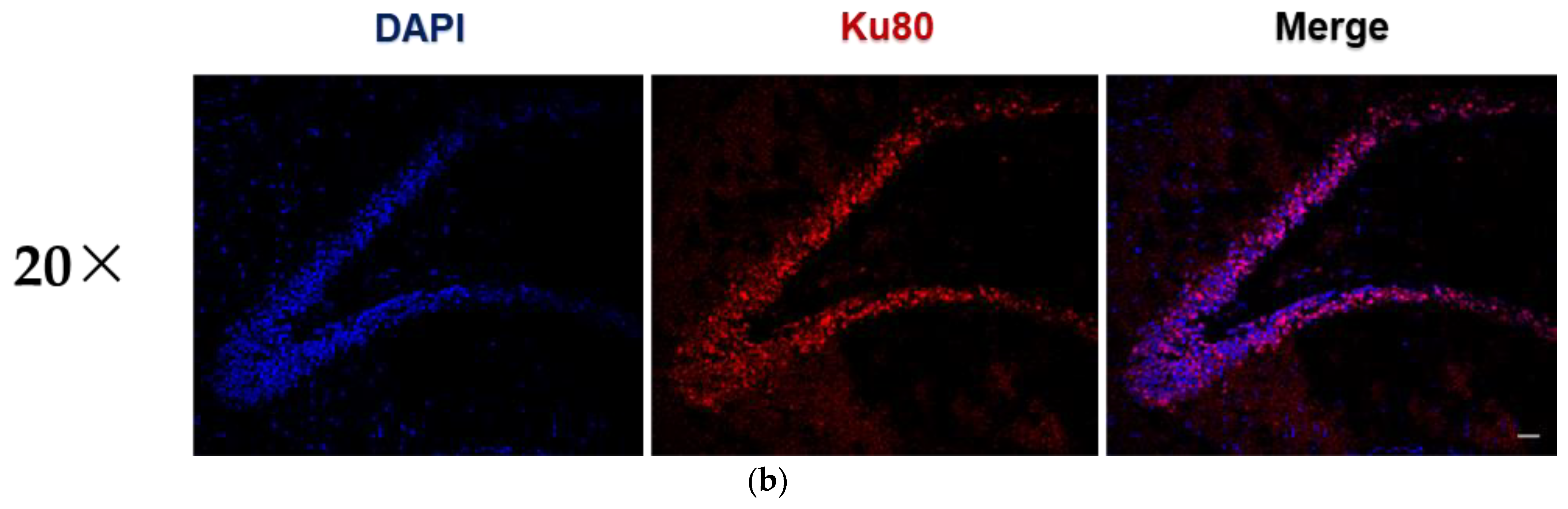 Pharmaceutics 14 01311 g003b 550