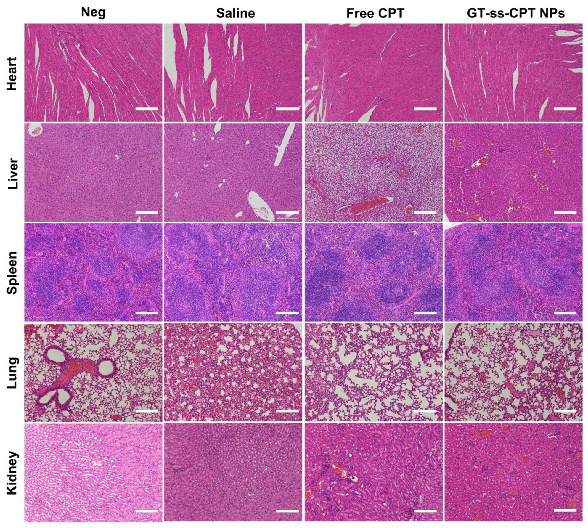 Pharmaceutics 14 01315 g007