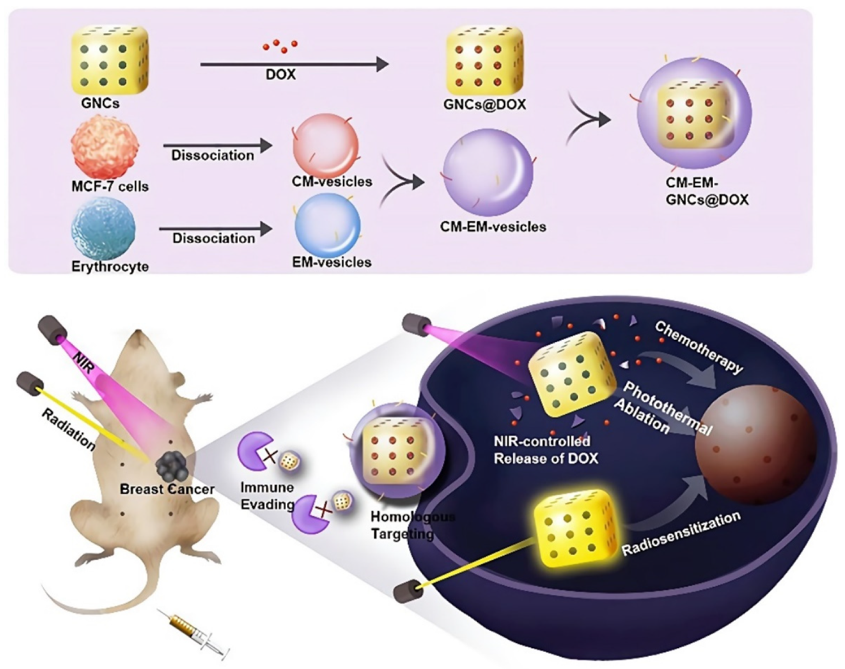 Pharmaceutics 14 01321 g006 550