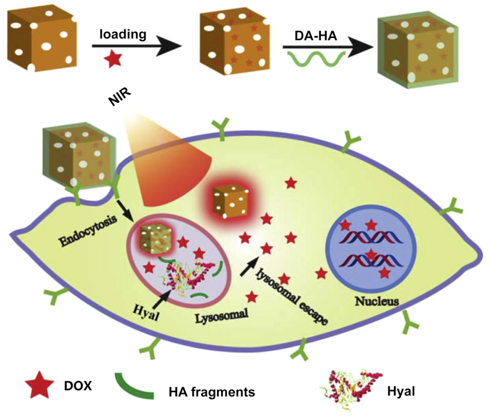 Pharmaceutics 14 01321 g014 550