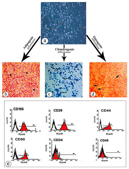 Therapeutic Potential of Mesenchymal Stem Cells versus Omega