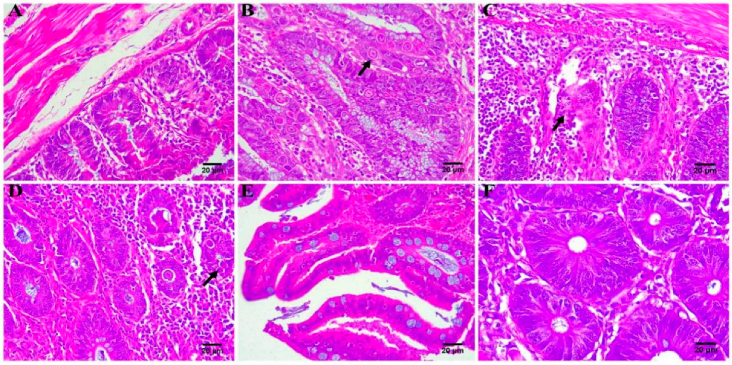 Pharmaceutics 14 01330 g005