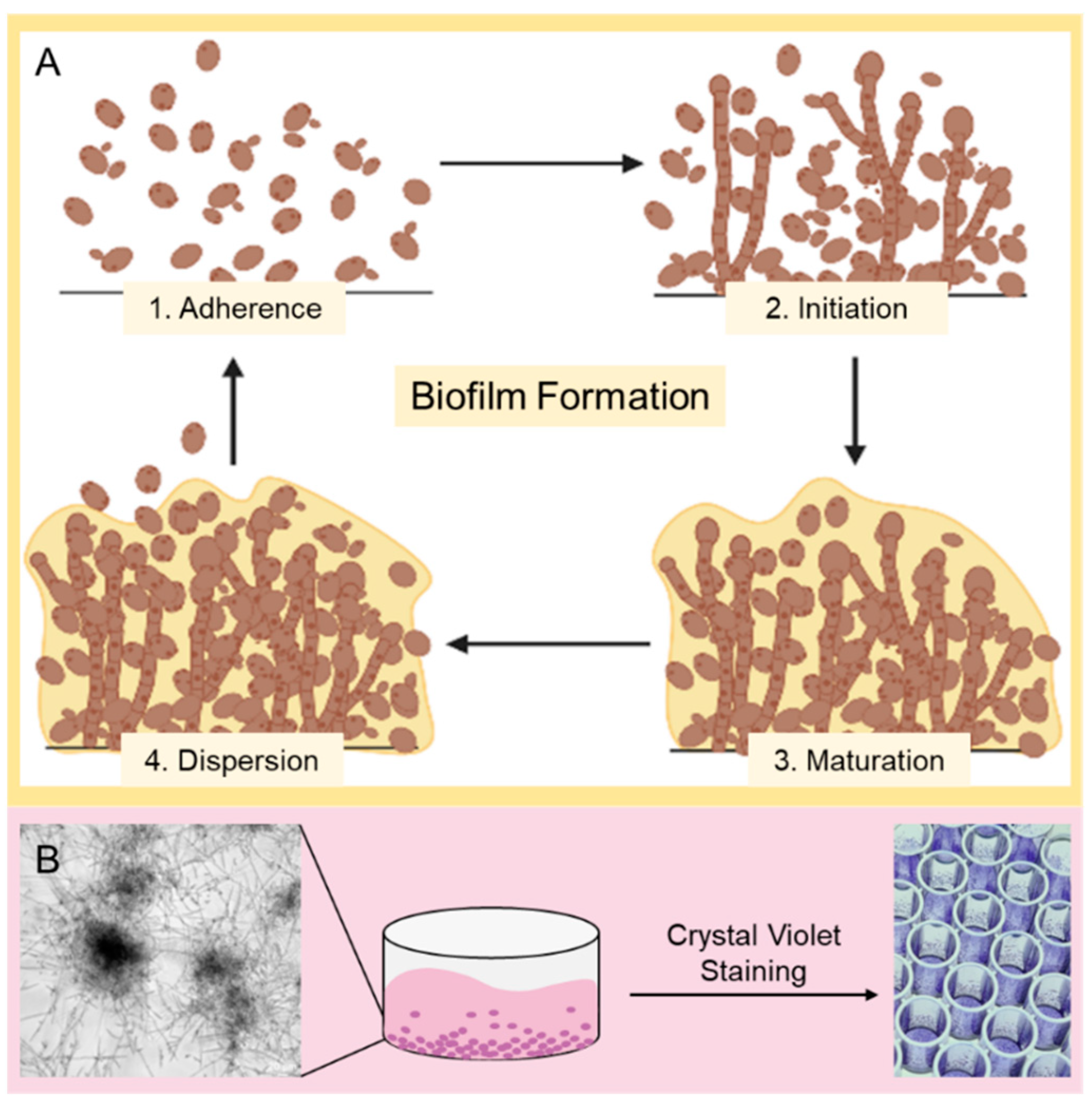 Pharmaceutics 14 01332 g001 550
