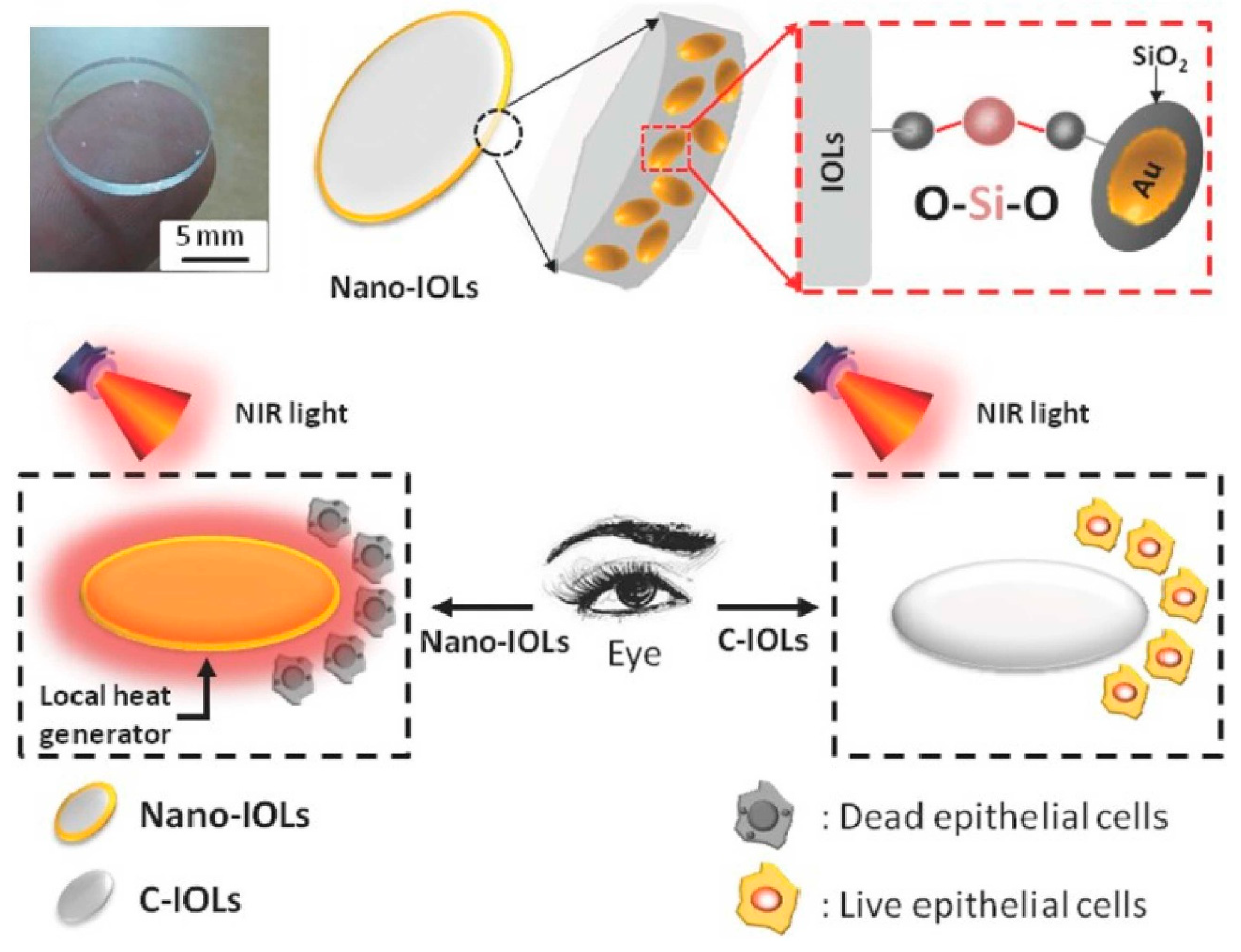 Pharmaceutics 14 01343 g005