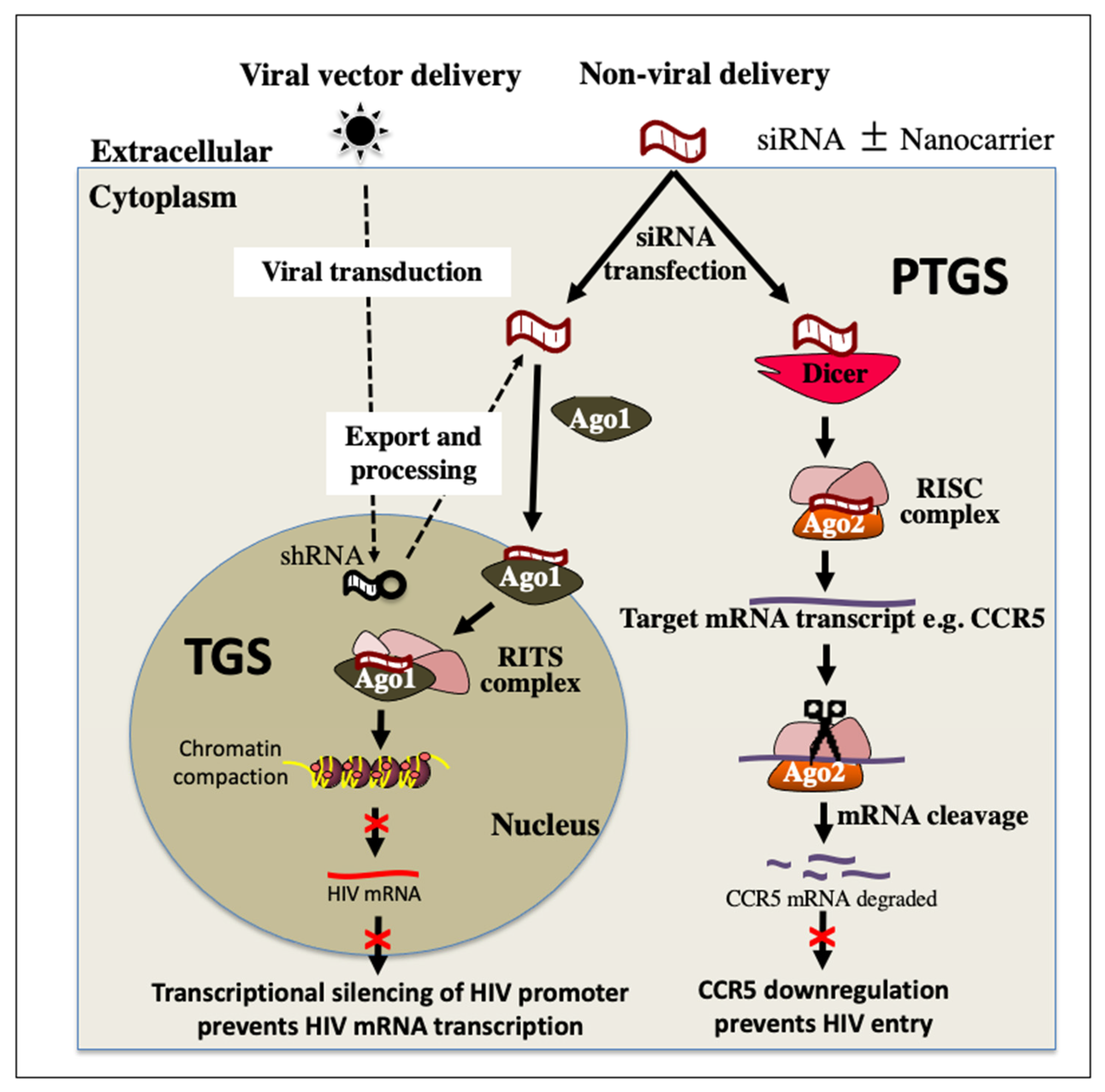 Pharmaceutics 14 01352 g004