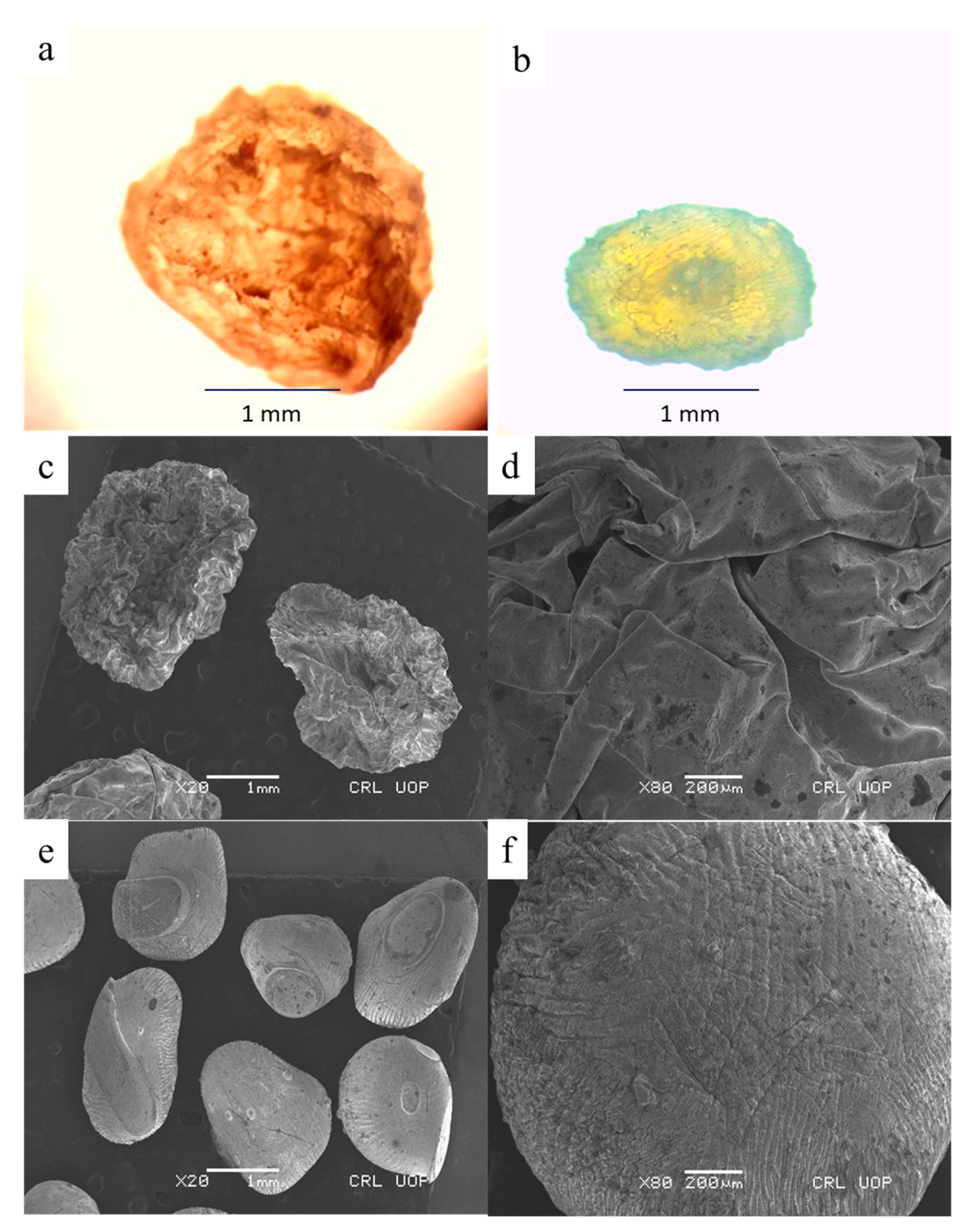 Pharmaceutics 14 01366 g005