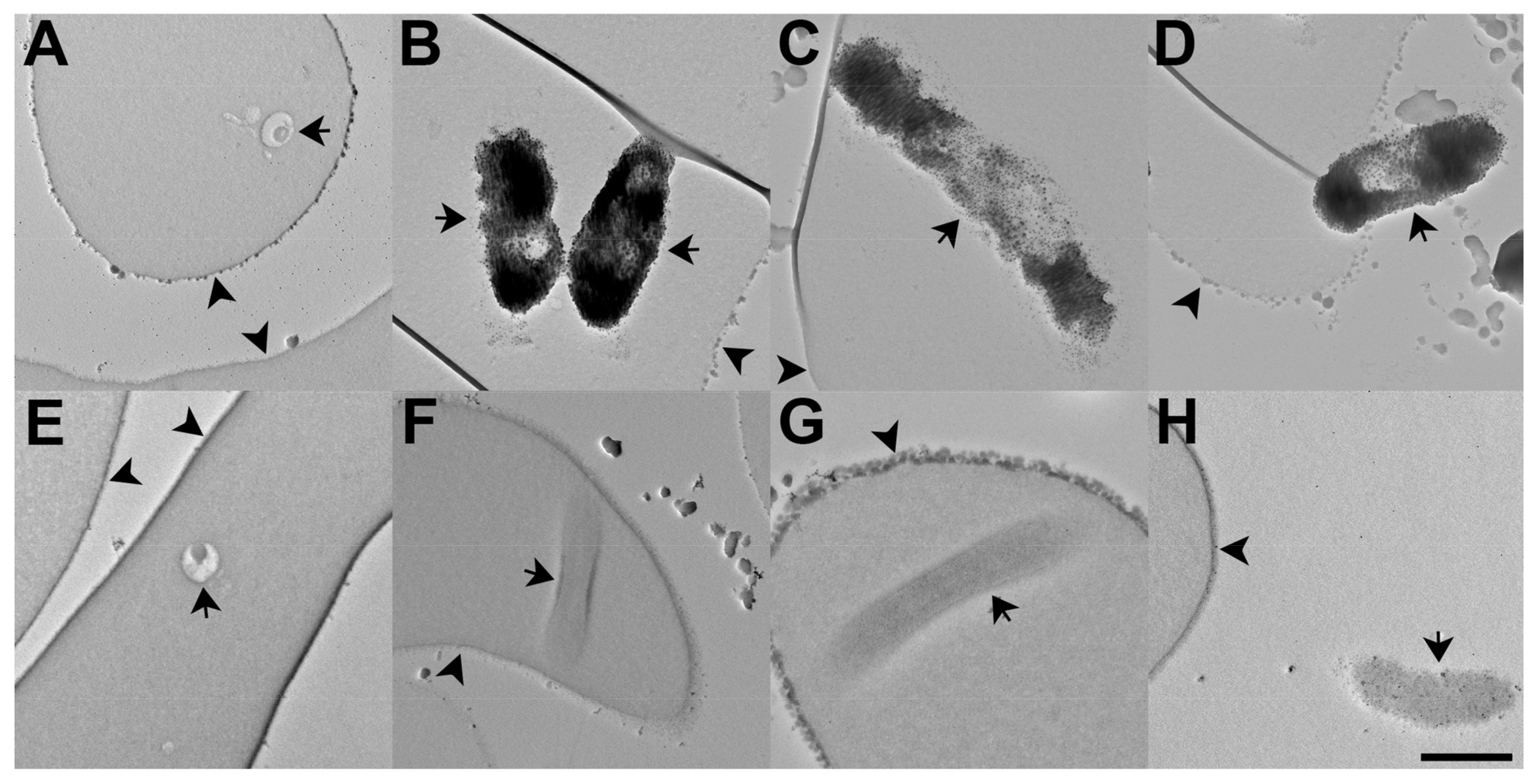 Pharmaceutics 14 01371 g006 Pharmaceutics 14 01371 g006