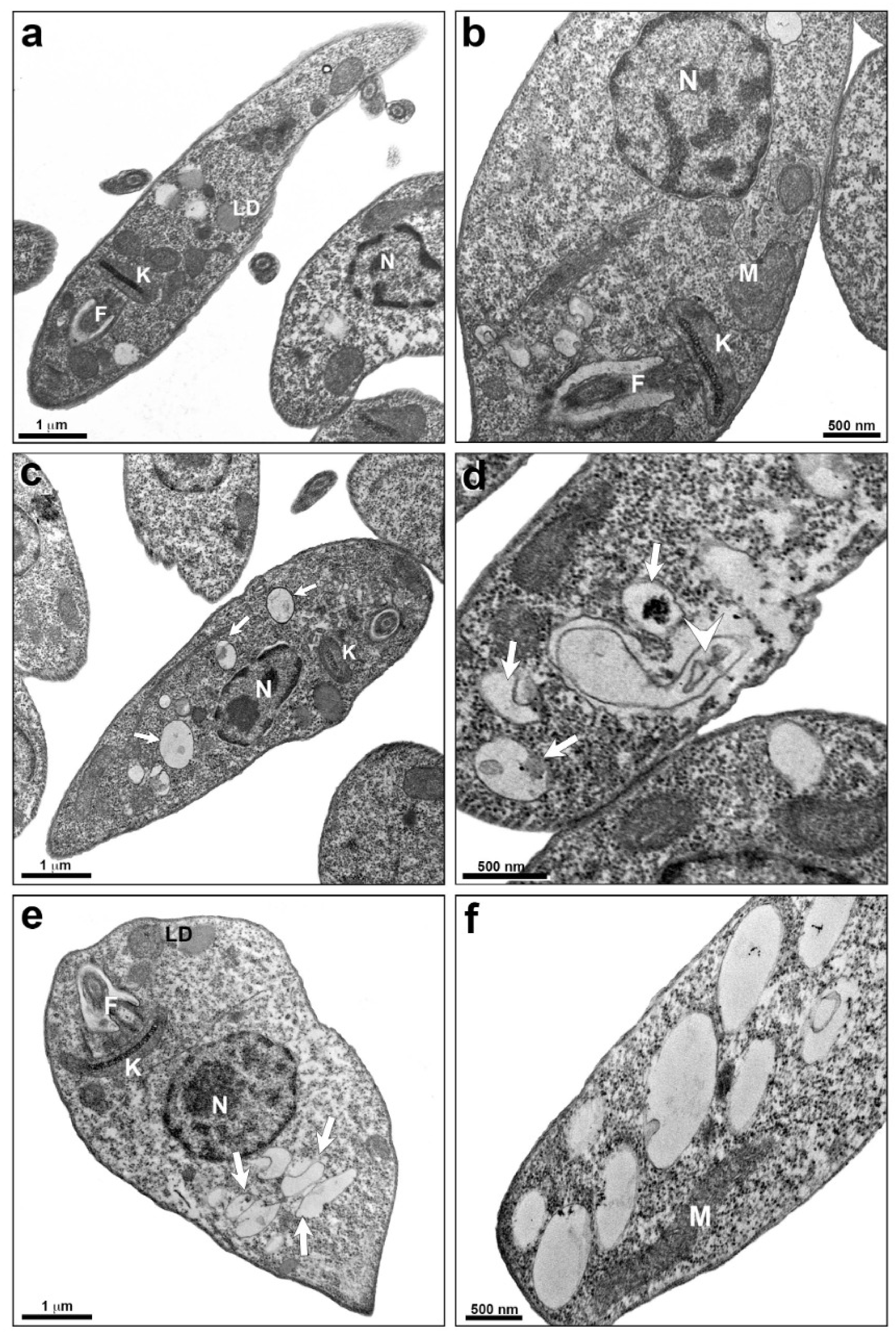 Pharmaceutics 14 01373 g007 Pharmaceutics 14 01373 g007