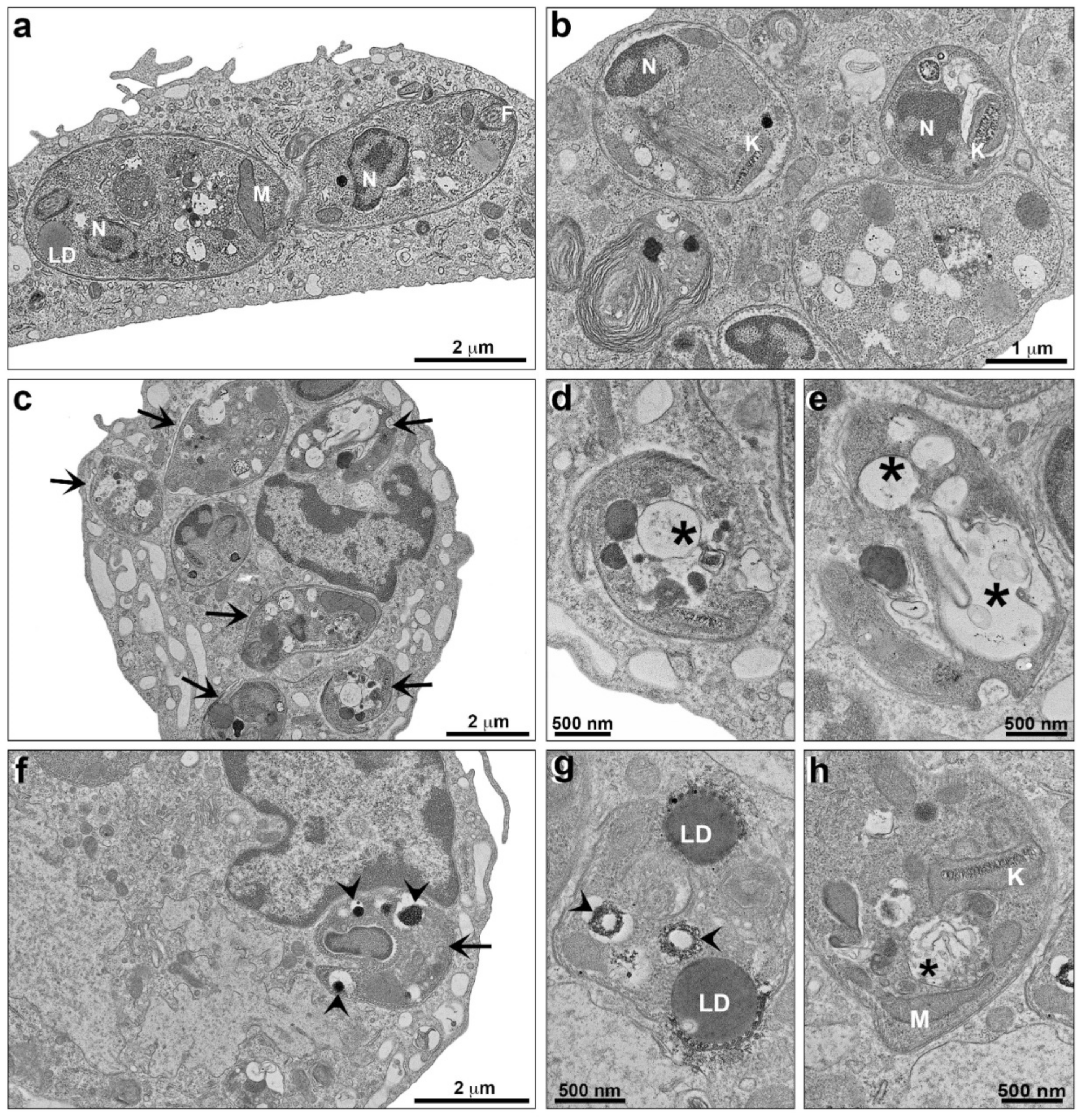 Pharmaceutics 14 01373 g008 Pharmaceutics 14 01373 g008