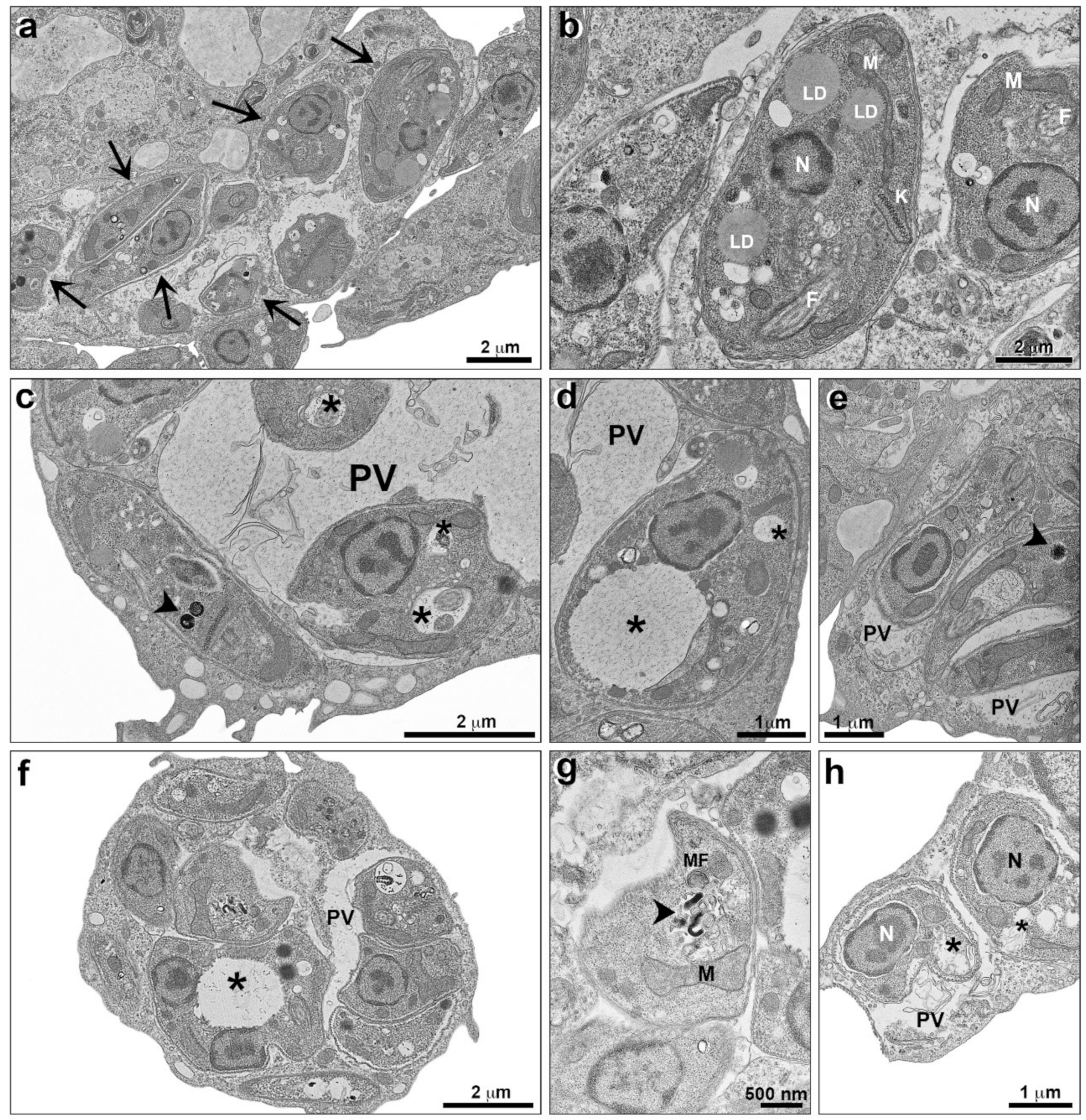 Pharmaceutics 14 01373 g009 Pharmaceutics 14 01373 g009