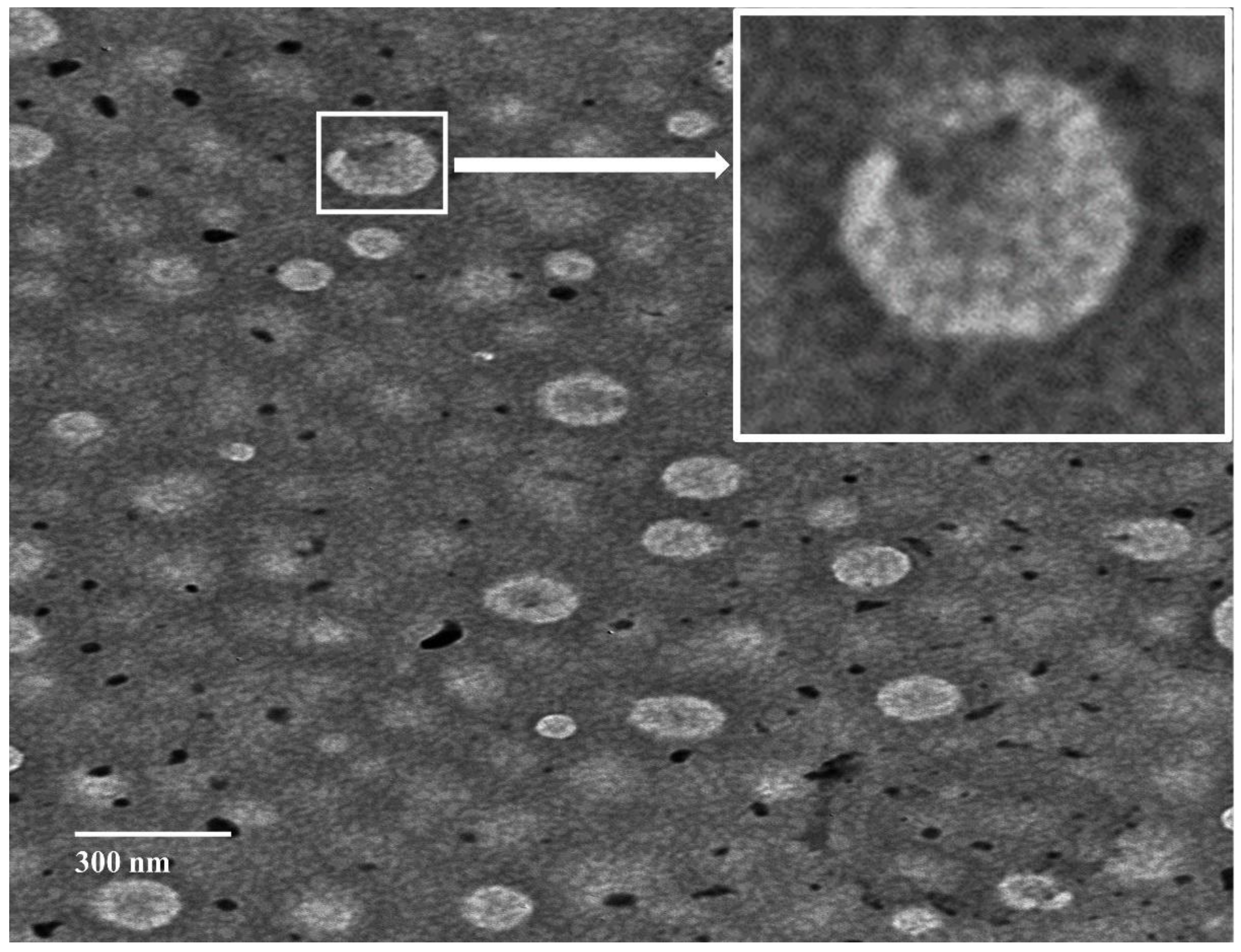 Pharmaceutics 14 01374 g004 Pharmaceutics 14 01374 g004