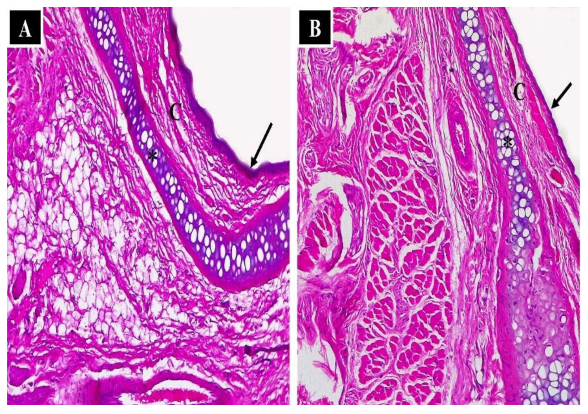 Pharmaceutics 14 01374 g008 Pharmaceutics 14 01374 g008