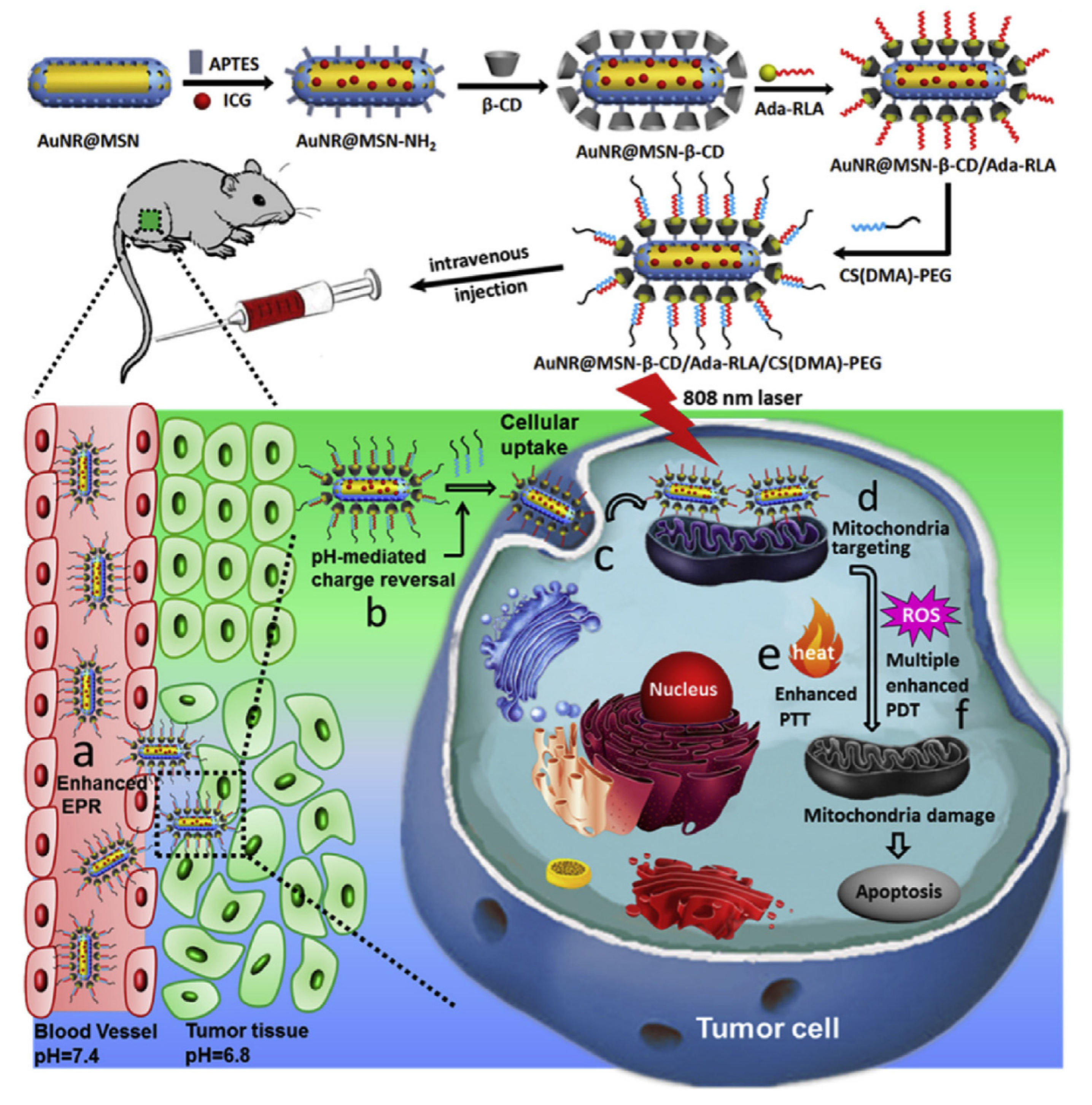 Pharmaceutics 14 01375 g005
