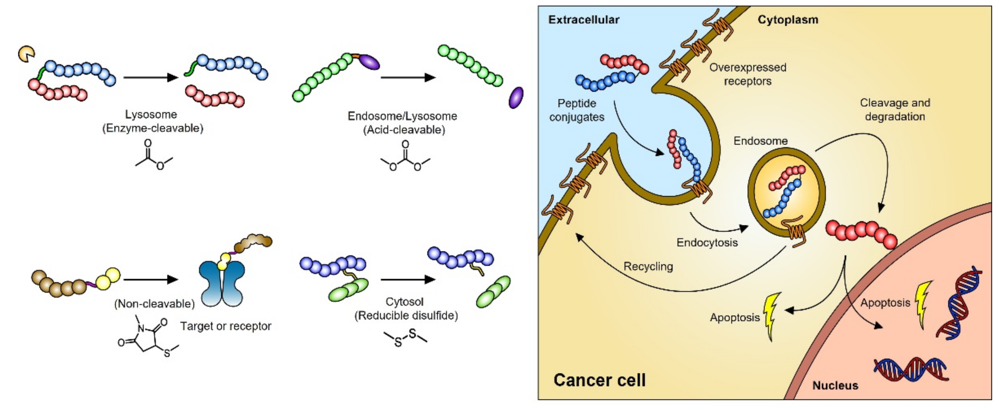 Pharmaceutics 14 01378 g002 Pharmaceutics 14 01378 g002