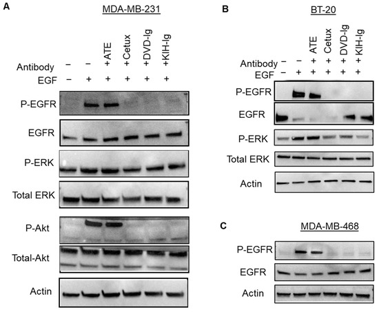 免疫etc... T-bet expression in CD4⁺ TH1 T cells is specifically