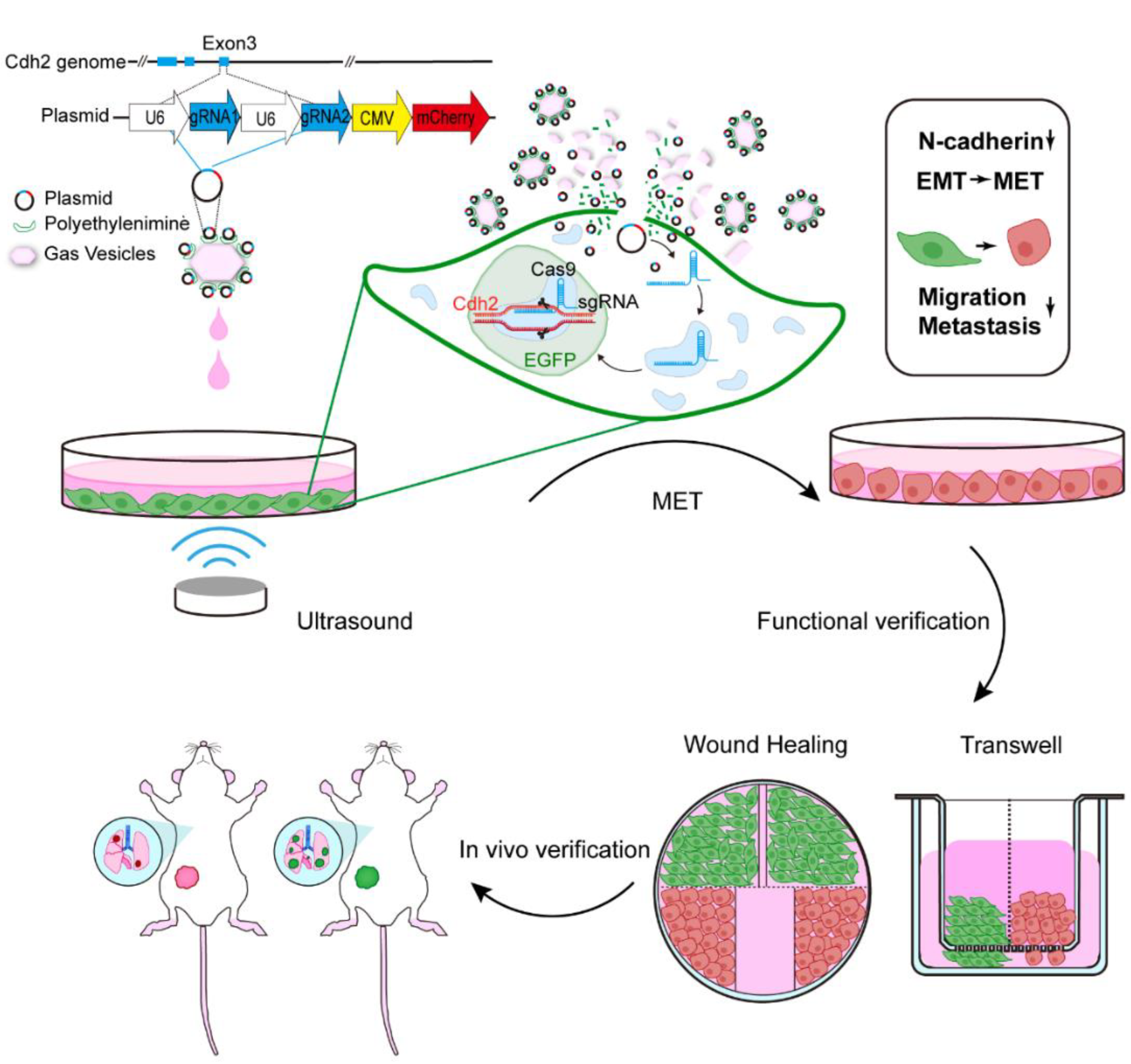 Pharmaceutics 14 01382 g001 Pharmaceutics 14 01382 g001