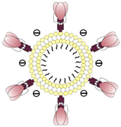 Pharmaceutics 14 01385 i005