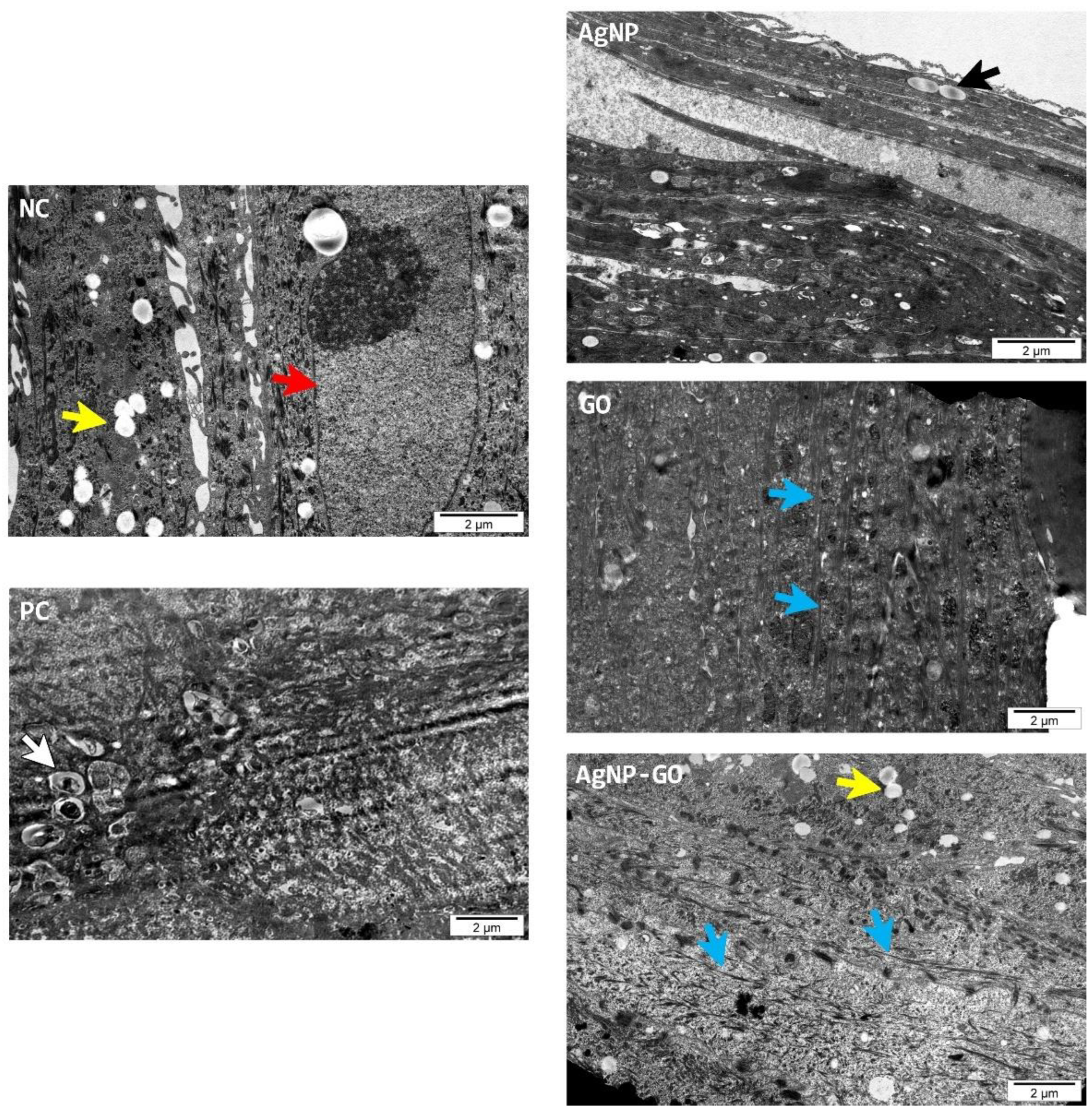 Pharmaceutics 14 01398 g006