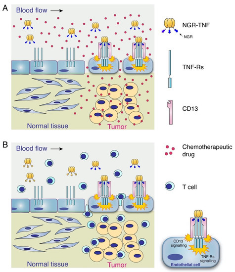 Targeting the Blood–Brain Tumor Barrier with Tumor Necrosis Factor-α