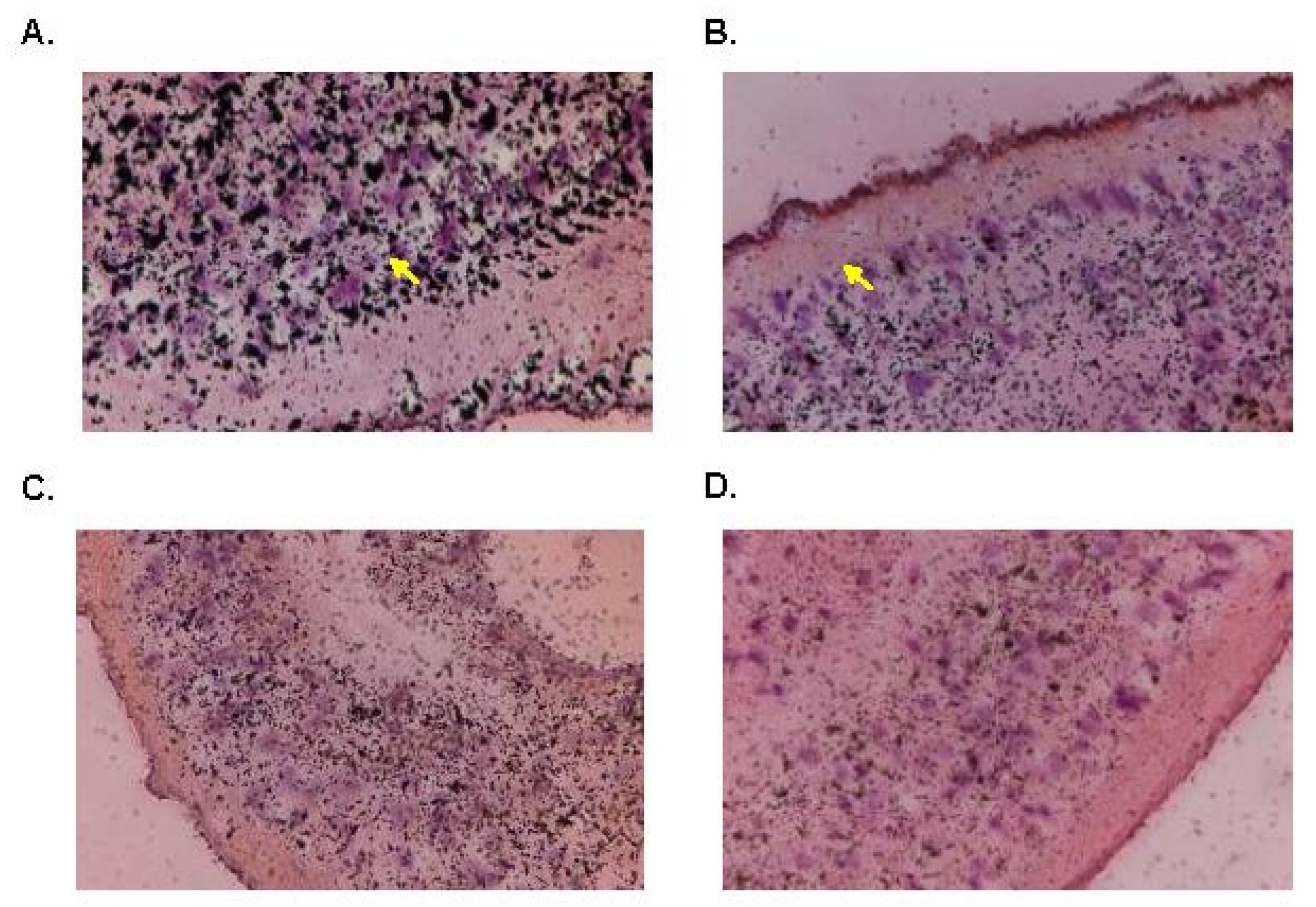 Pharmaceutics 14 01416 g012