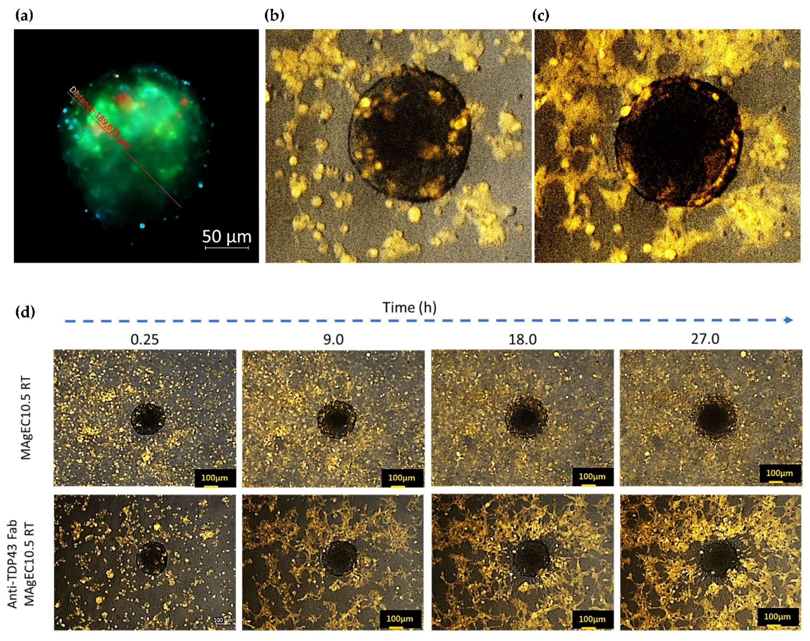 Pharmaceutics 14 01418 g005