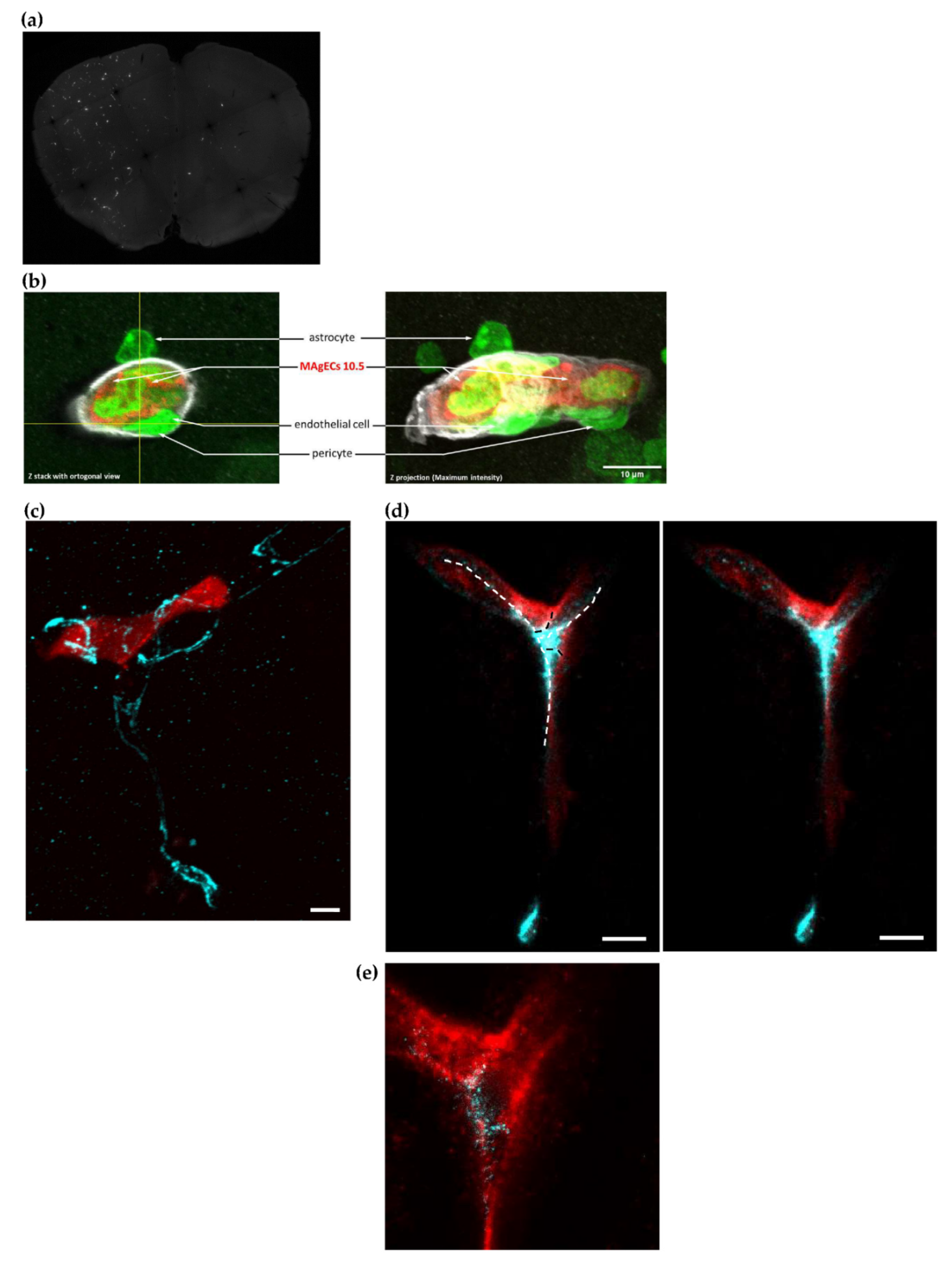 Pharmaceutics 14 01418 g006