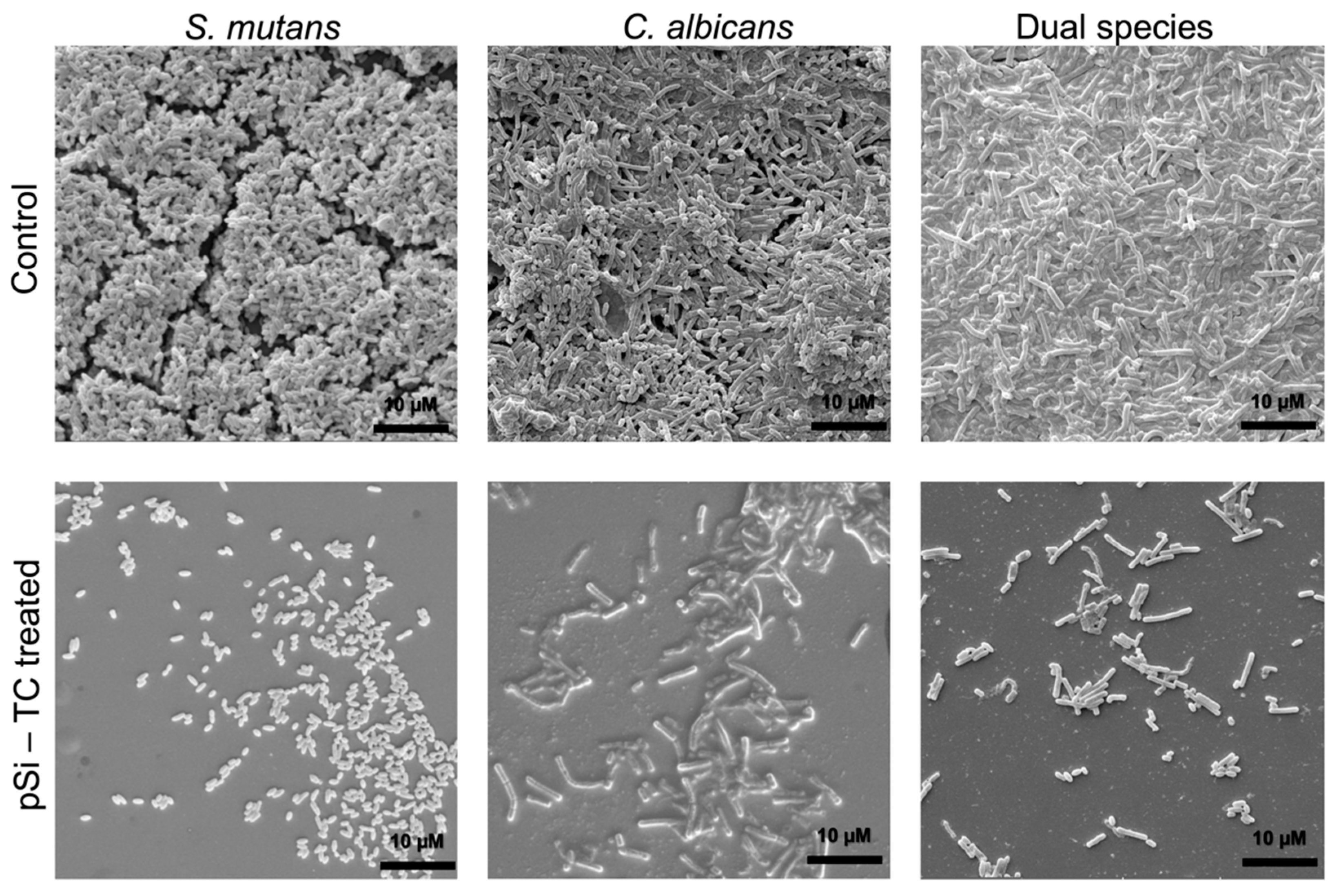 Pharmaceutics 14 01428 g007 550