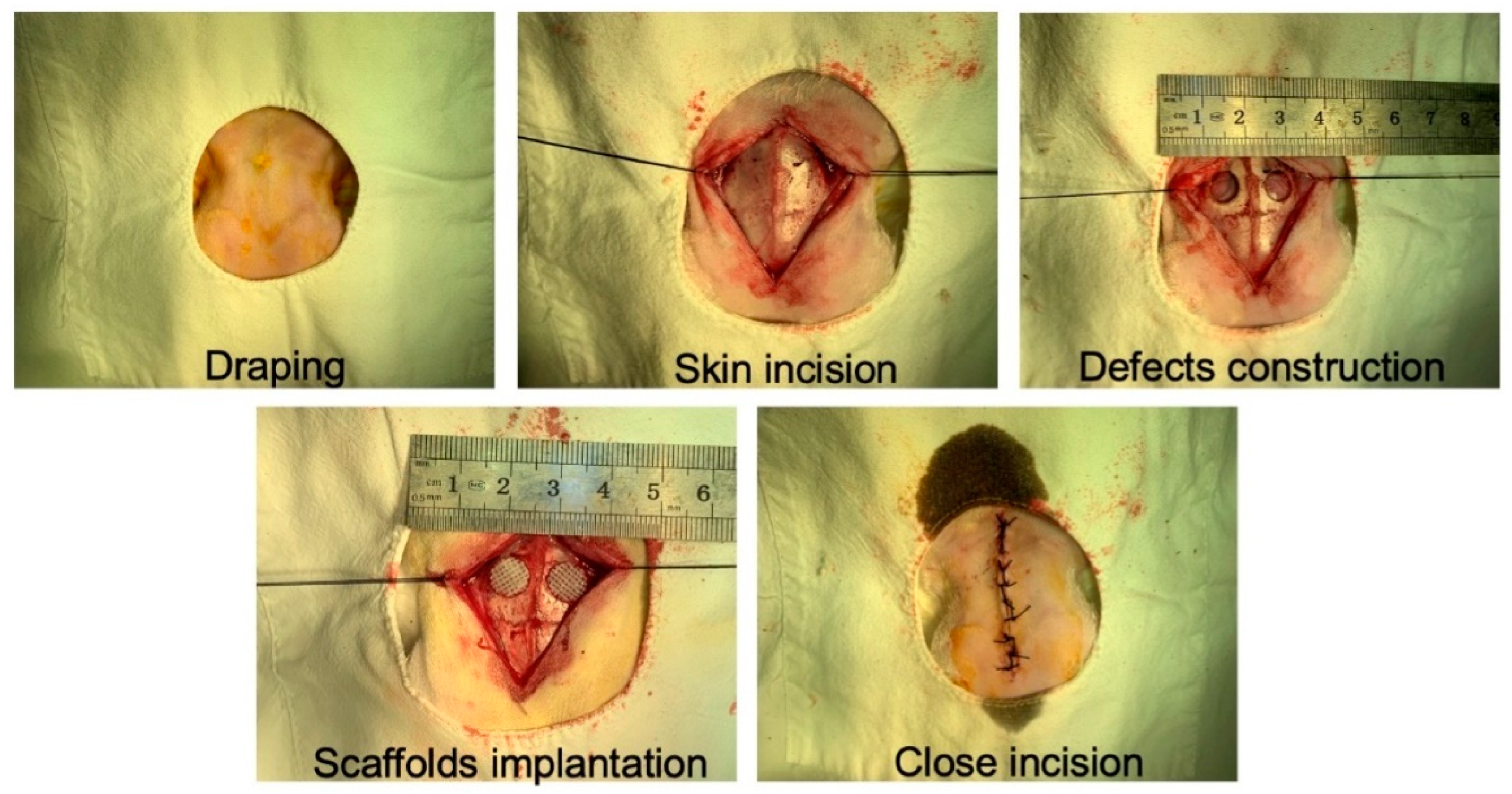 Pharmaceutics 14 01437 g001